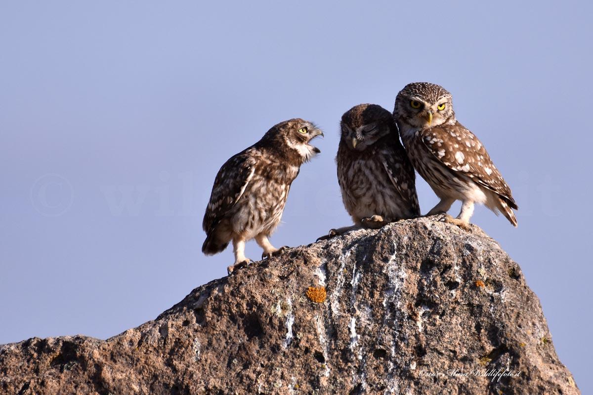Owl e  pulli dai capanni www.wildlifefoto.it