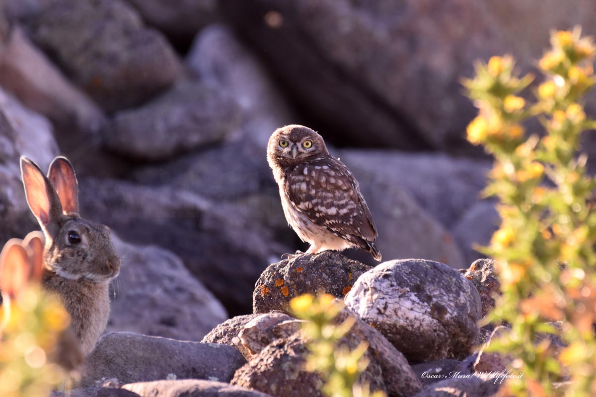 owl e rabbit dai capanni www.wildlifefoto.it