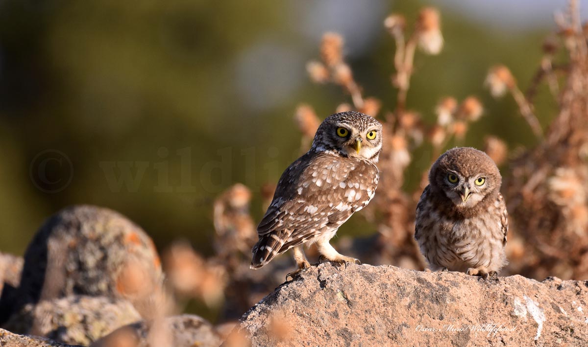 Owl e pullo dai capanni www.wildlifefoto.it