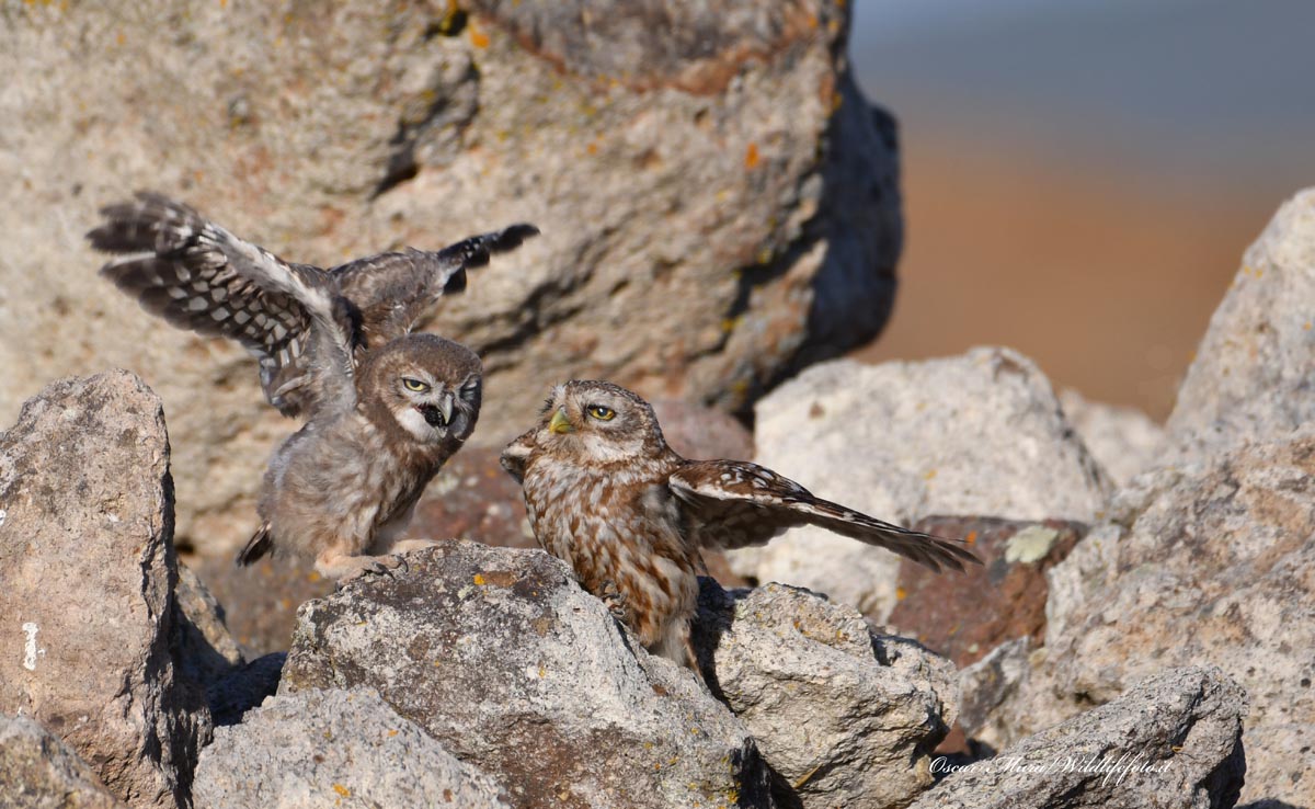 Owl e pullo dai capanni www.wildlifefoto.it