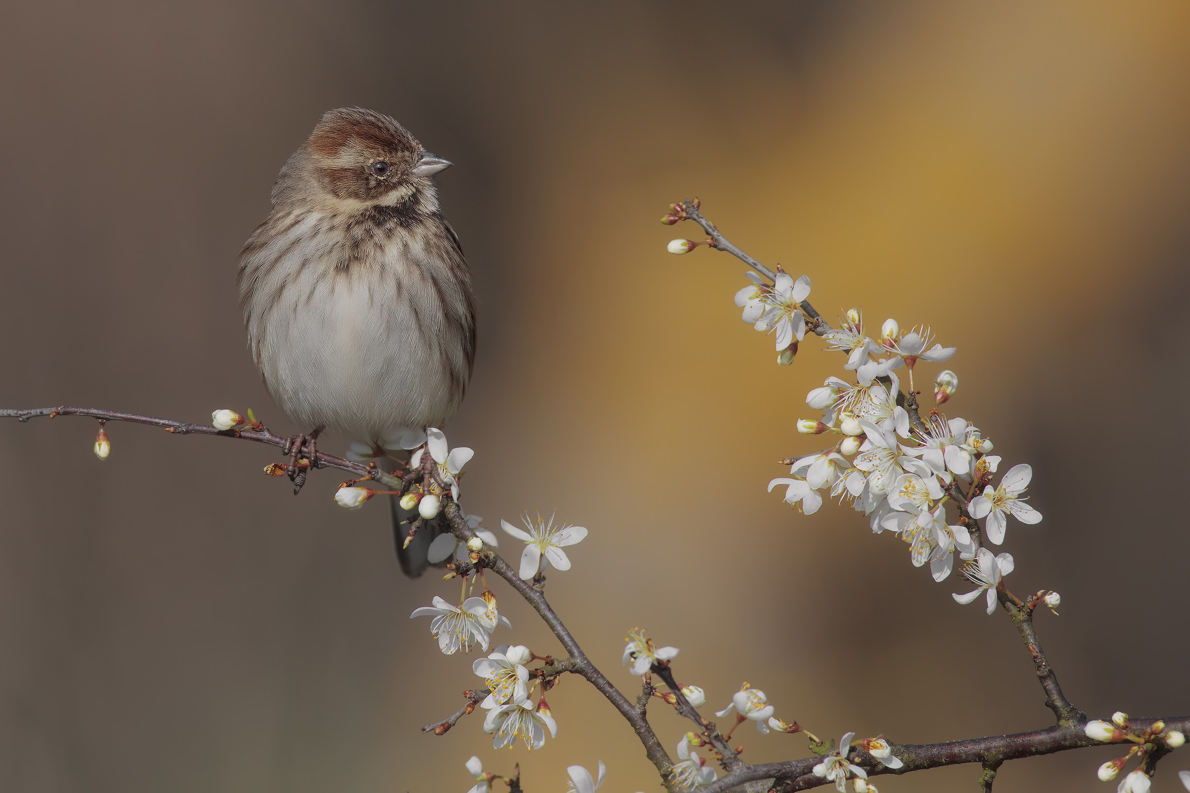 flashes of light ....