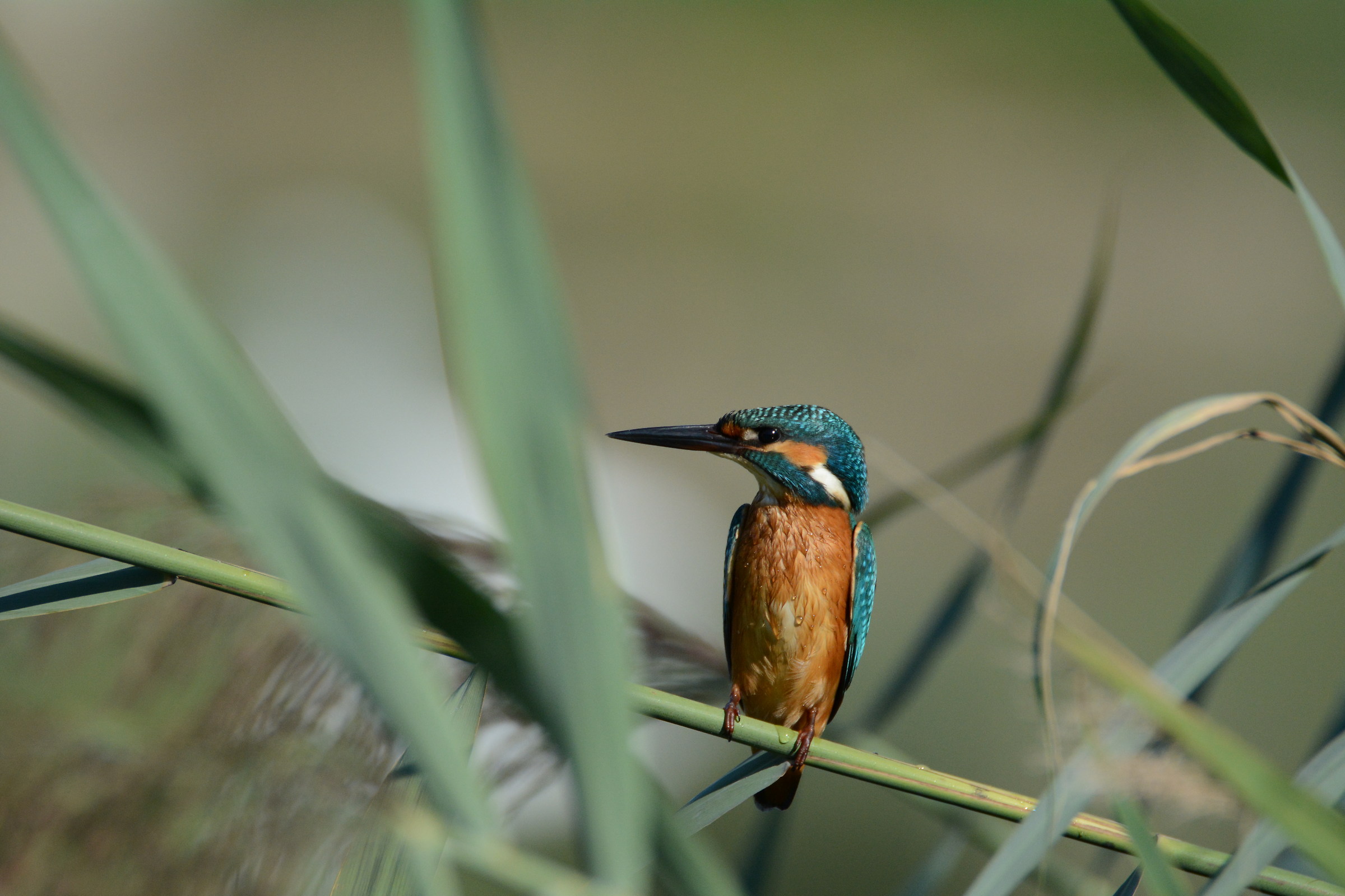 kingfisher