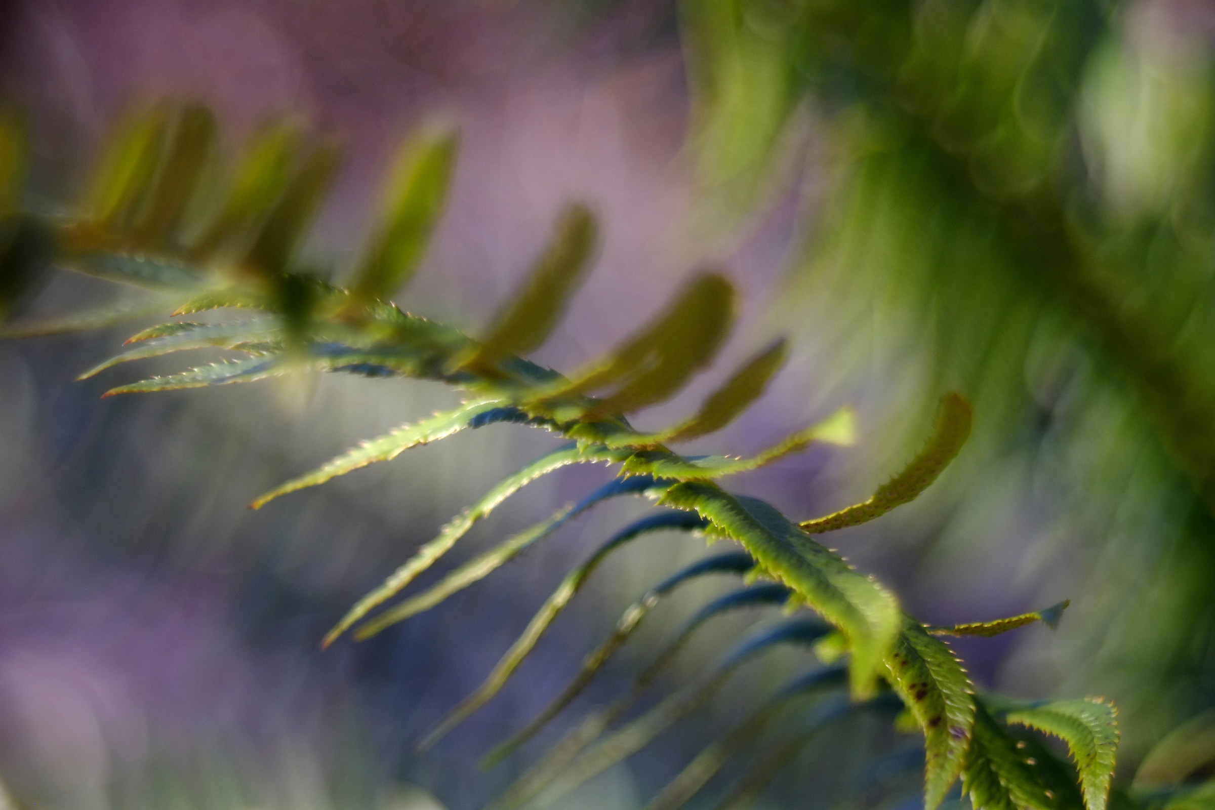 felce, diaplan 80 2.8