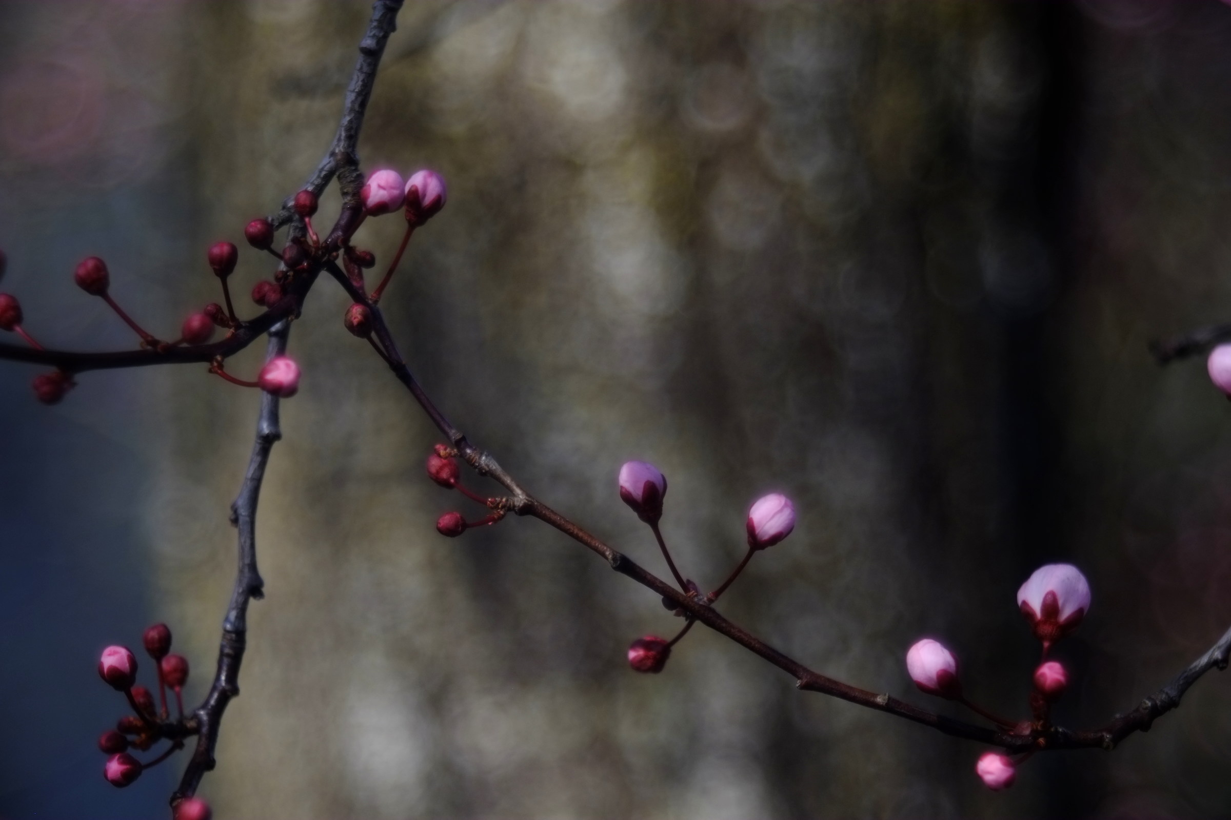 plum 2, diaplan 80 2.8