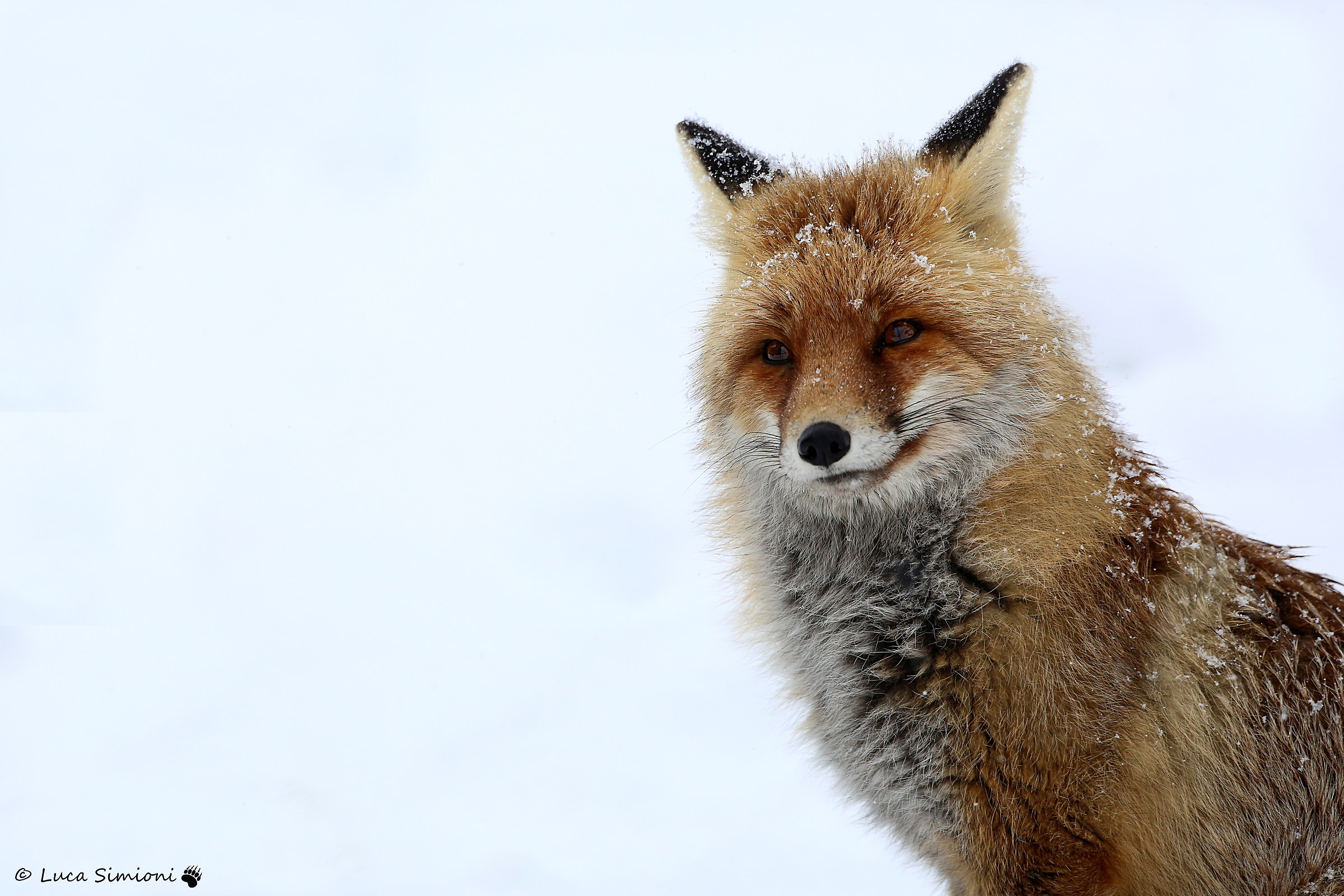 Volpe del Gran Paradiso