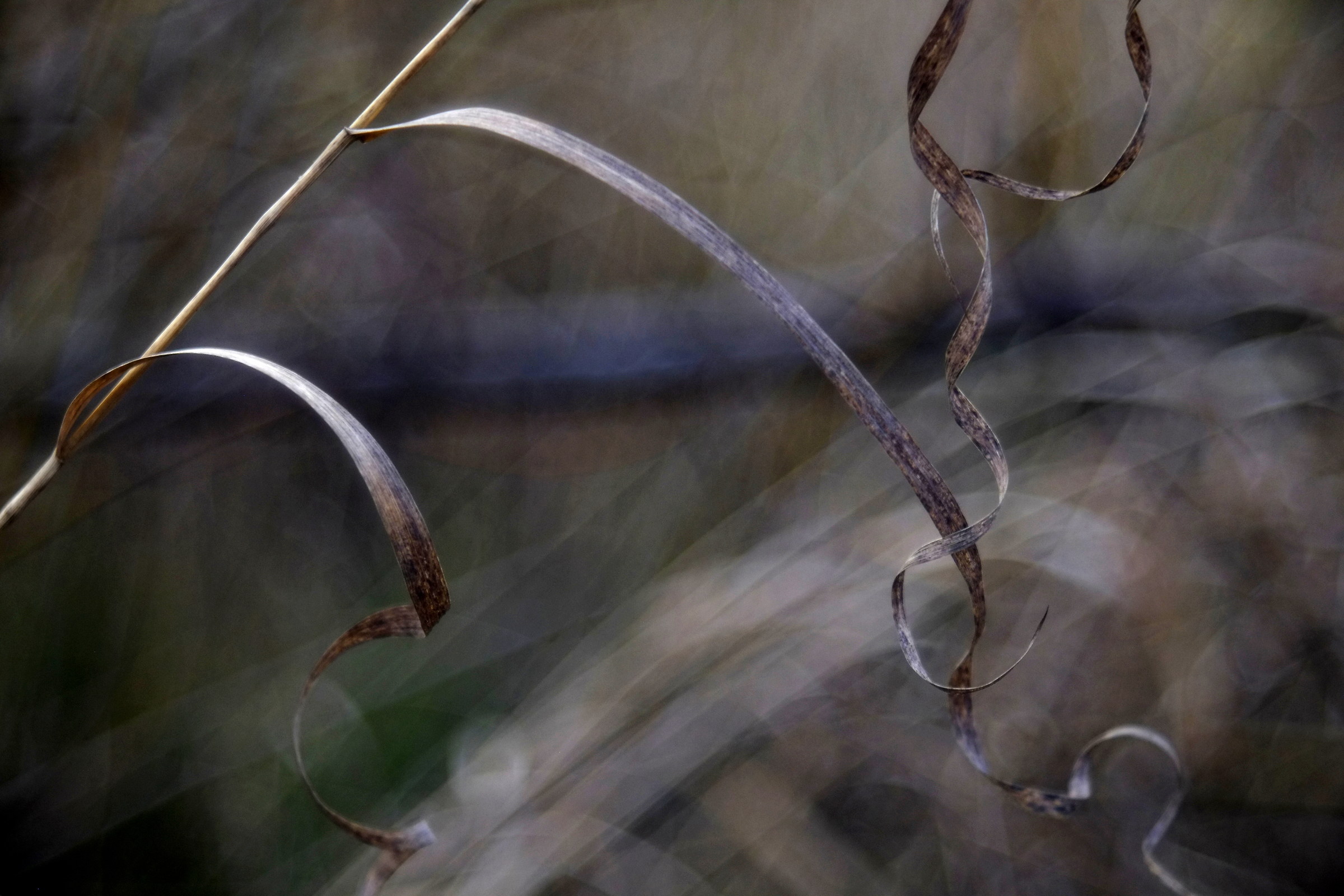 grass curls, diaplan 80 2.8