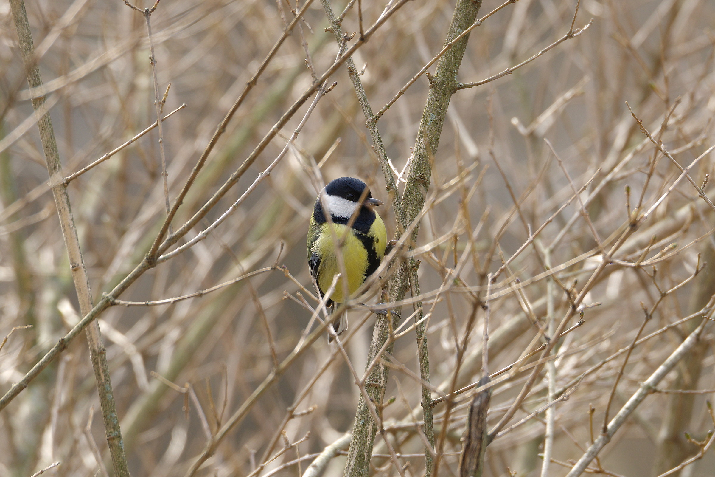 "Hidden" Great Tit