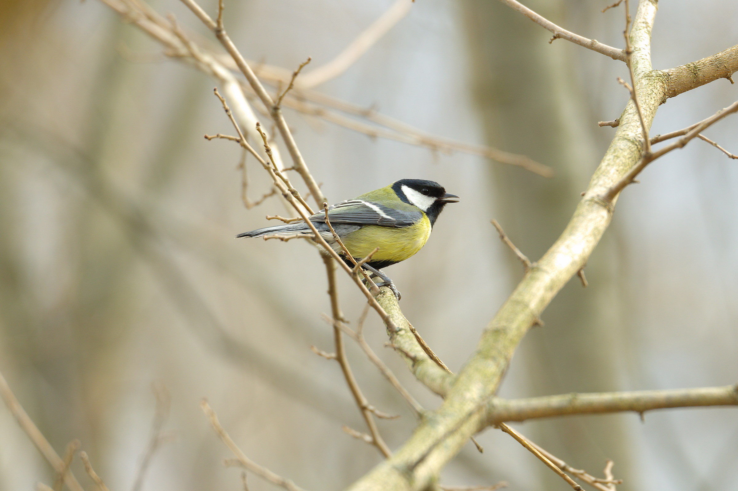 Cinciallegra, il canto