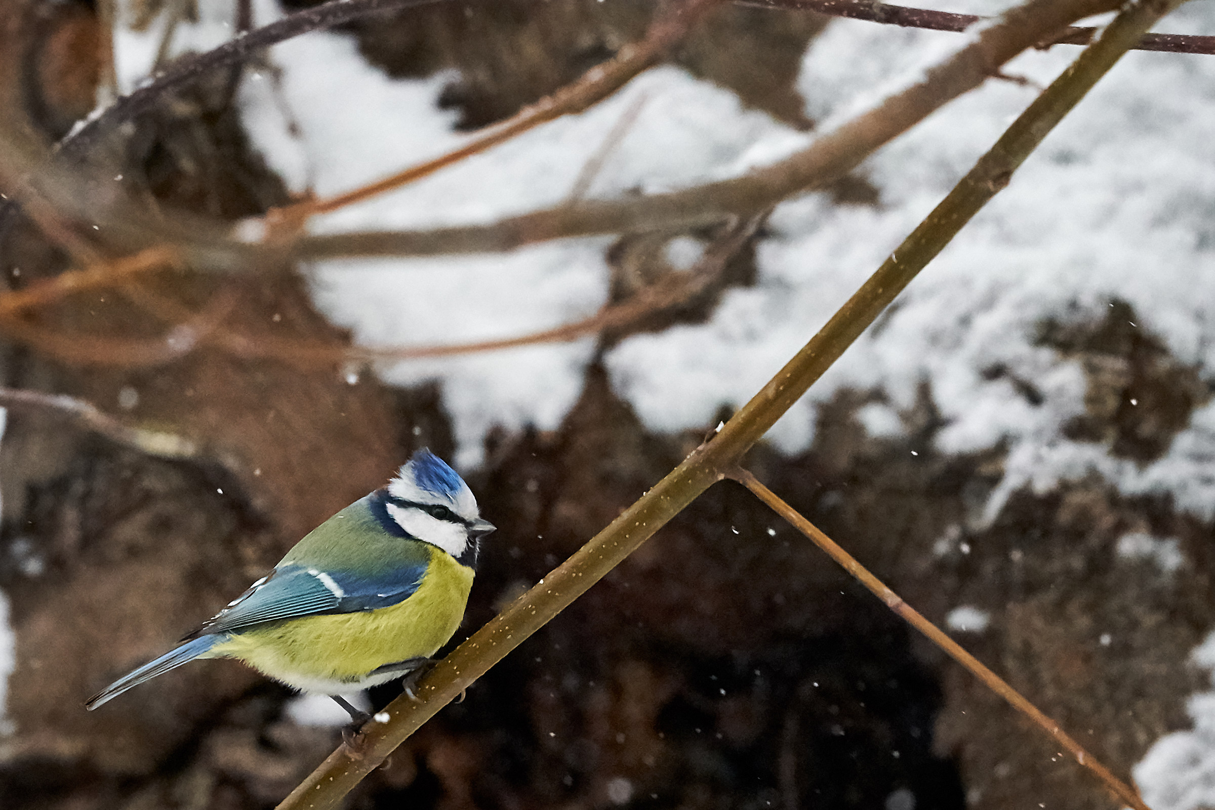 it's not a country for tits!