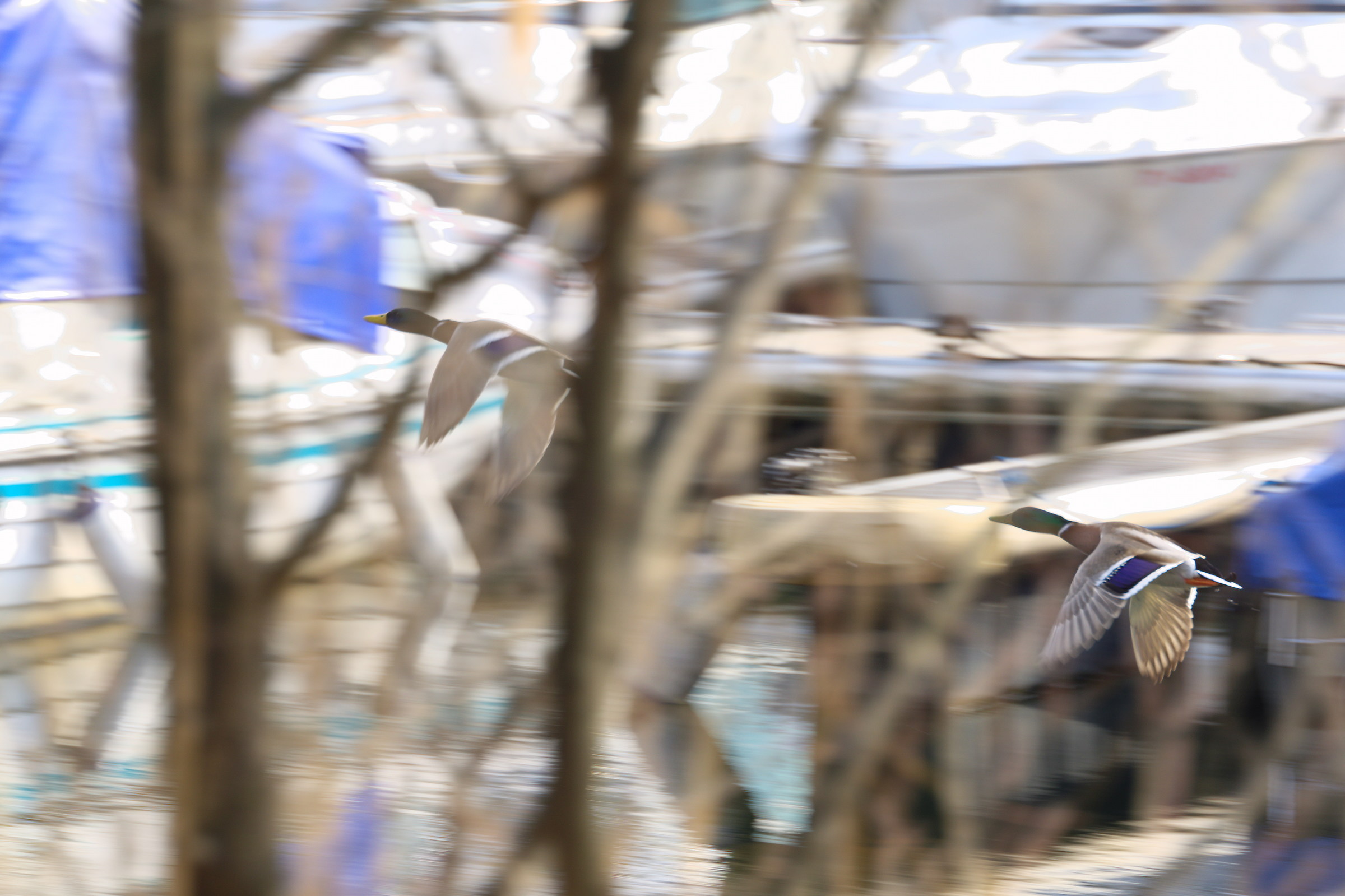 Germani Reali in volo