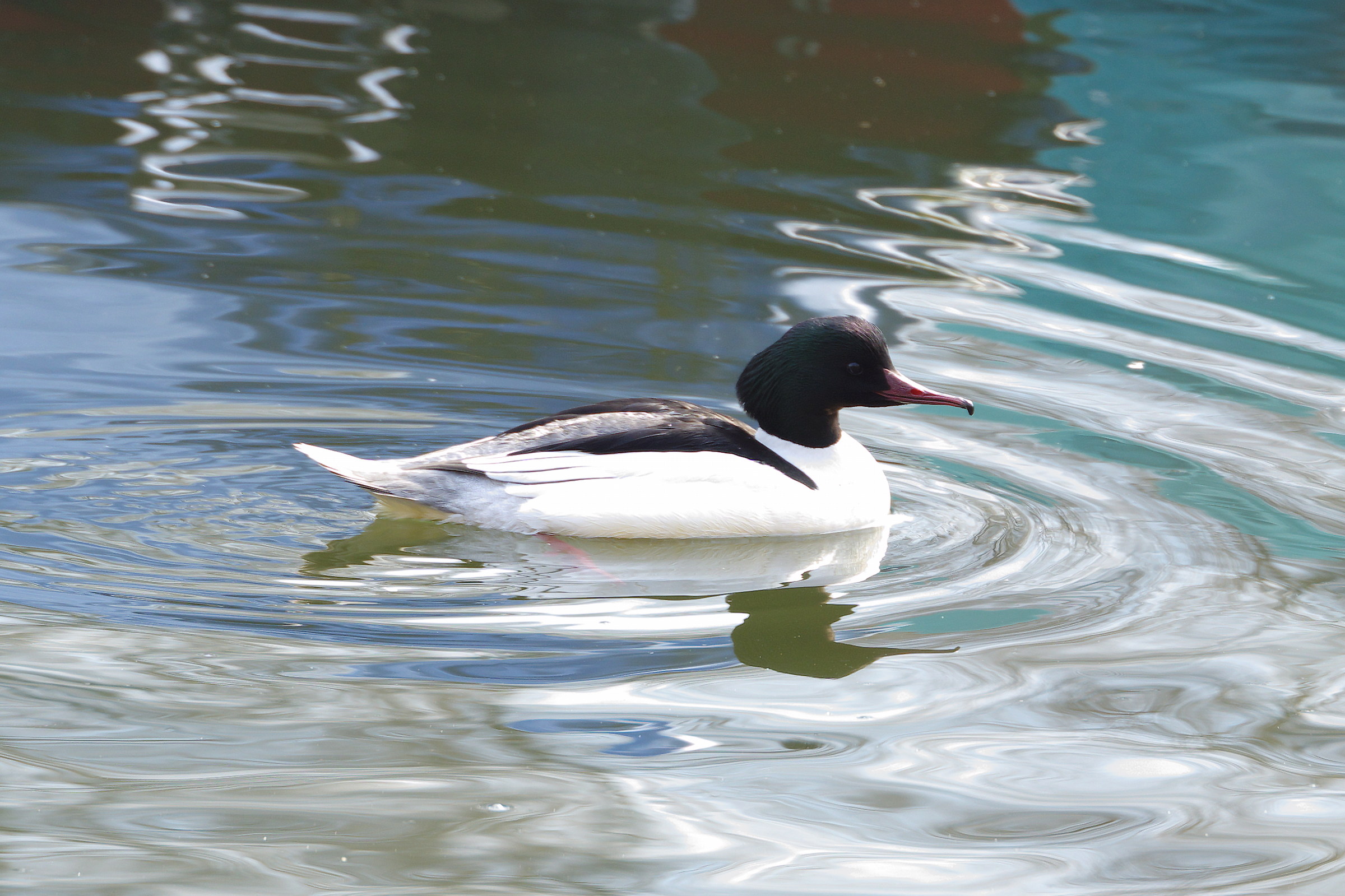 Smergo Maggiore Maschio