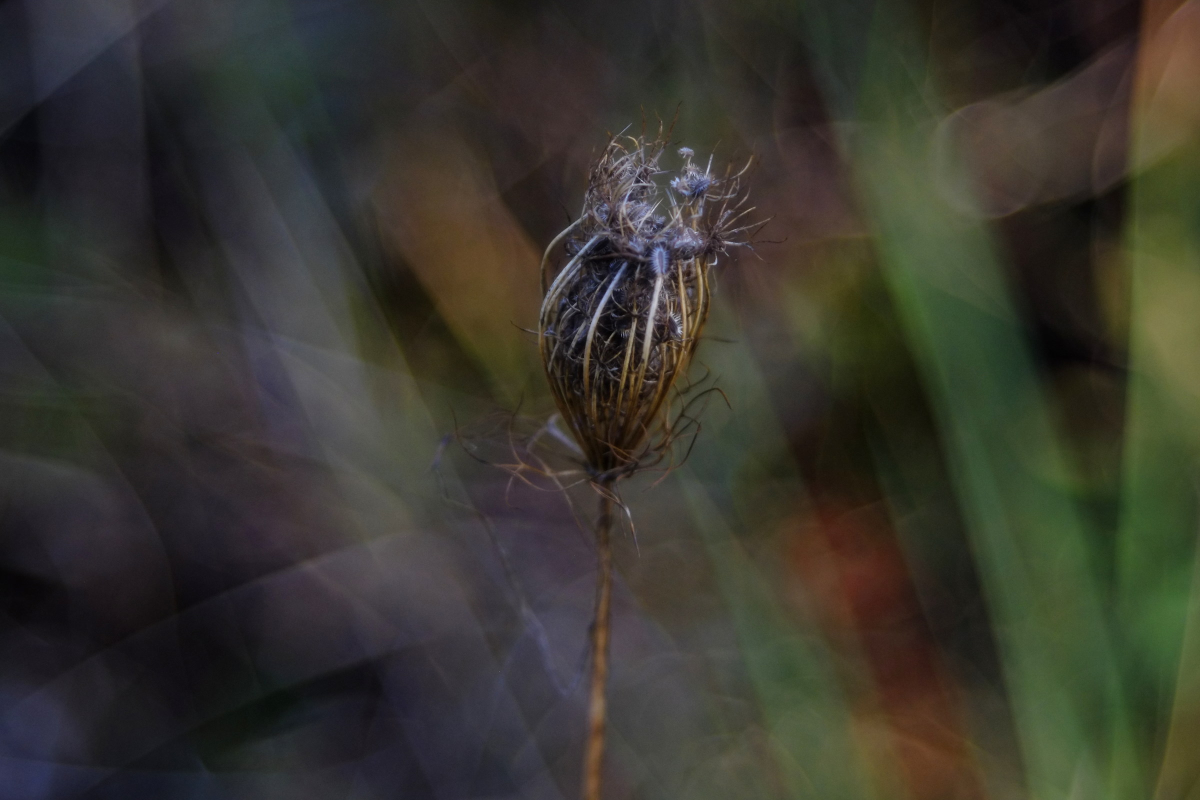 queen anne to seed, diaplan 80 2.8