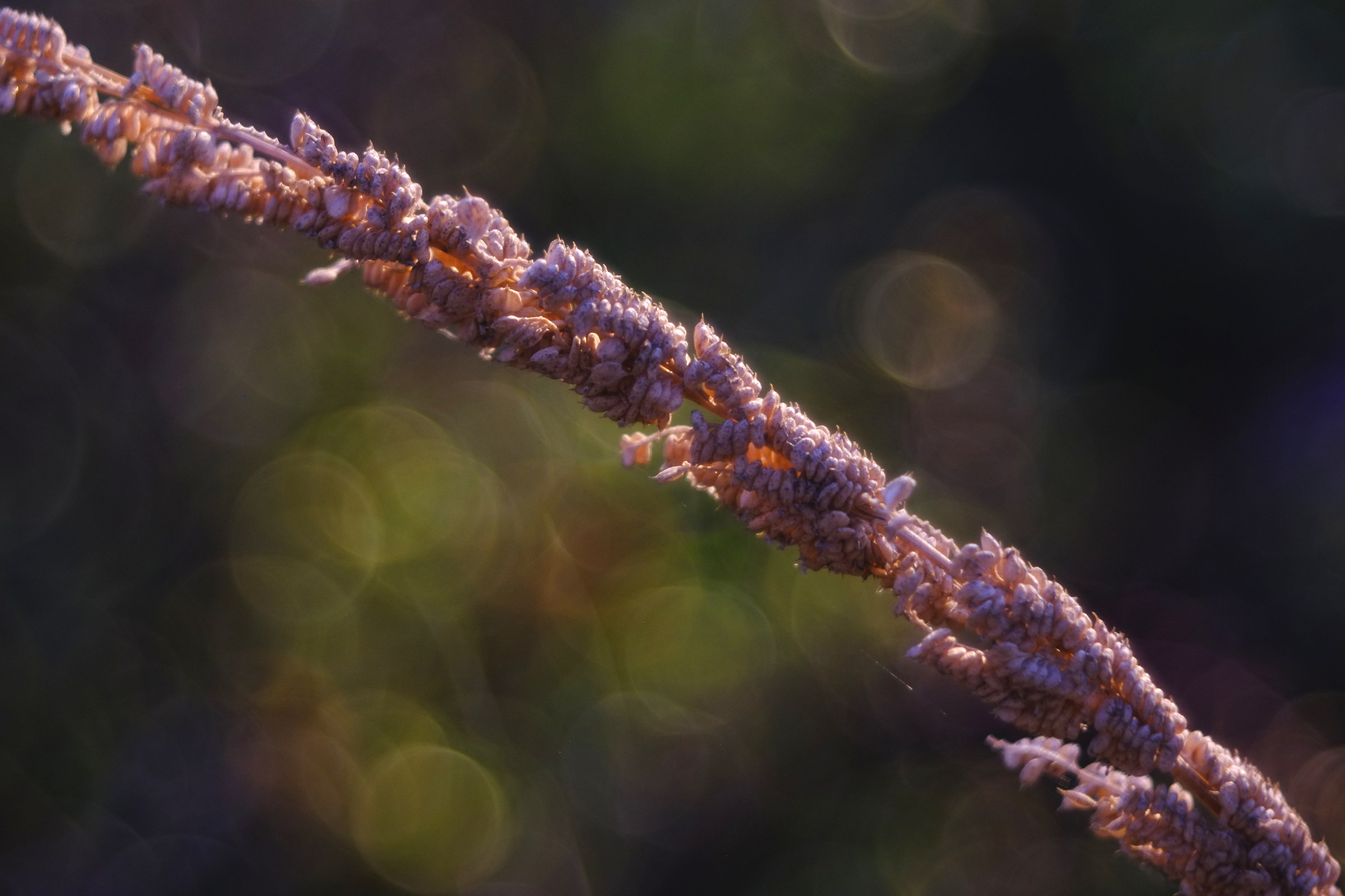 seeds, diaplan 80 2.8