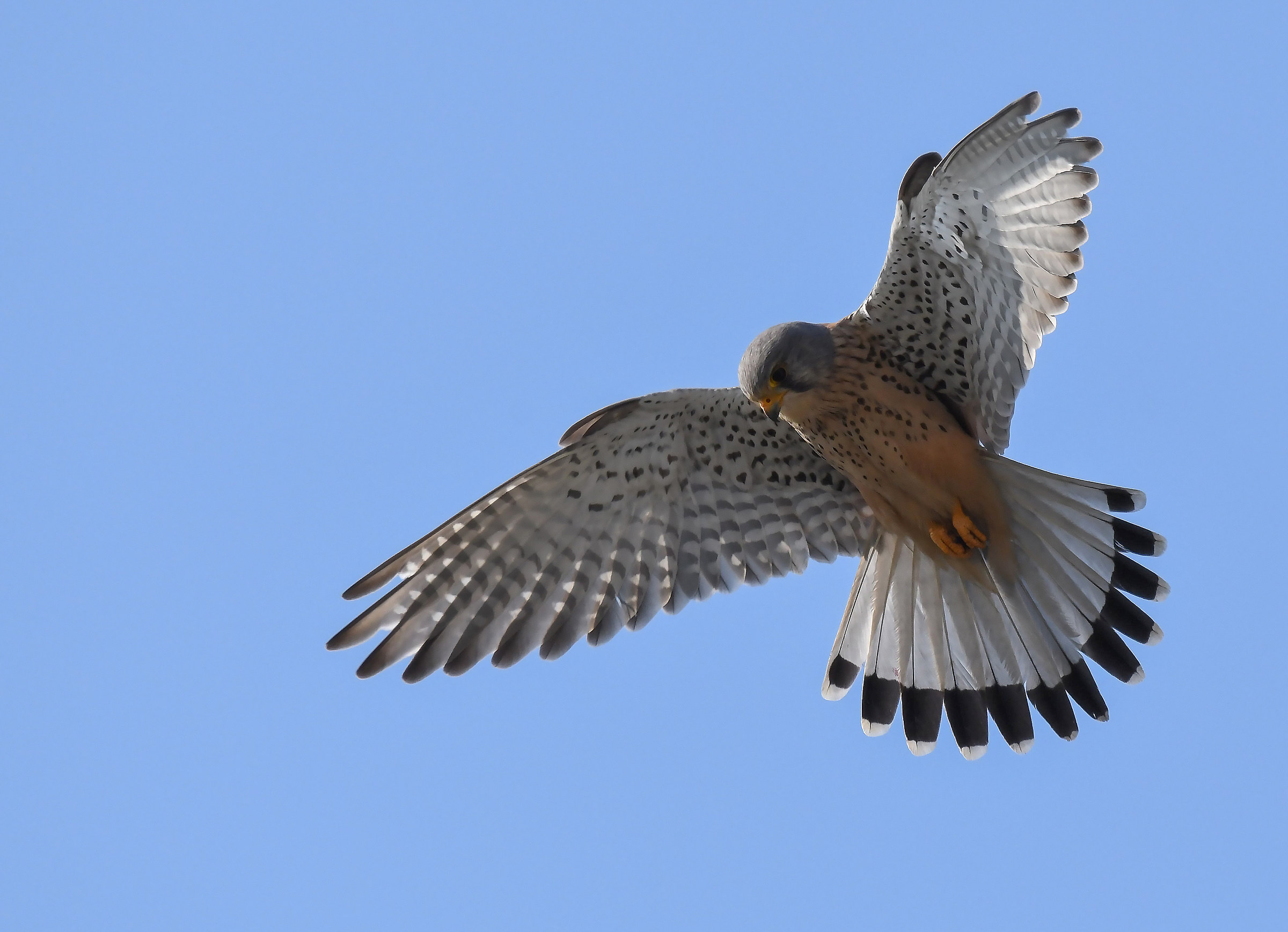 Luce dello Spirito Santo