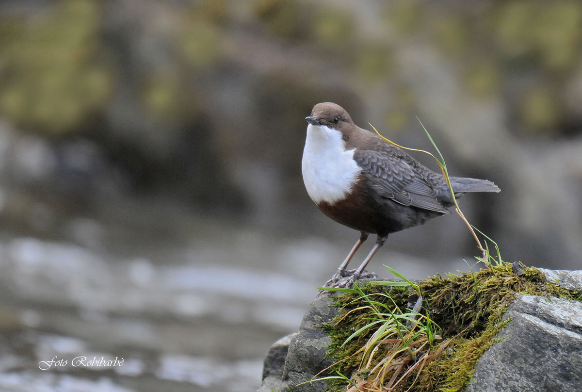 Dipper ...