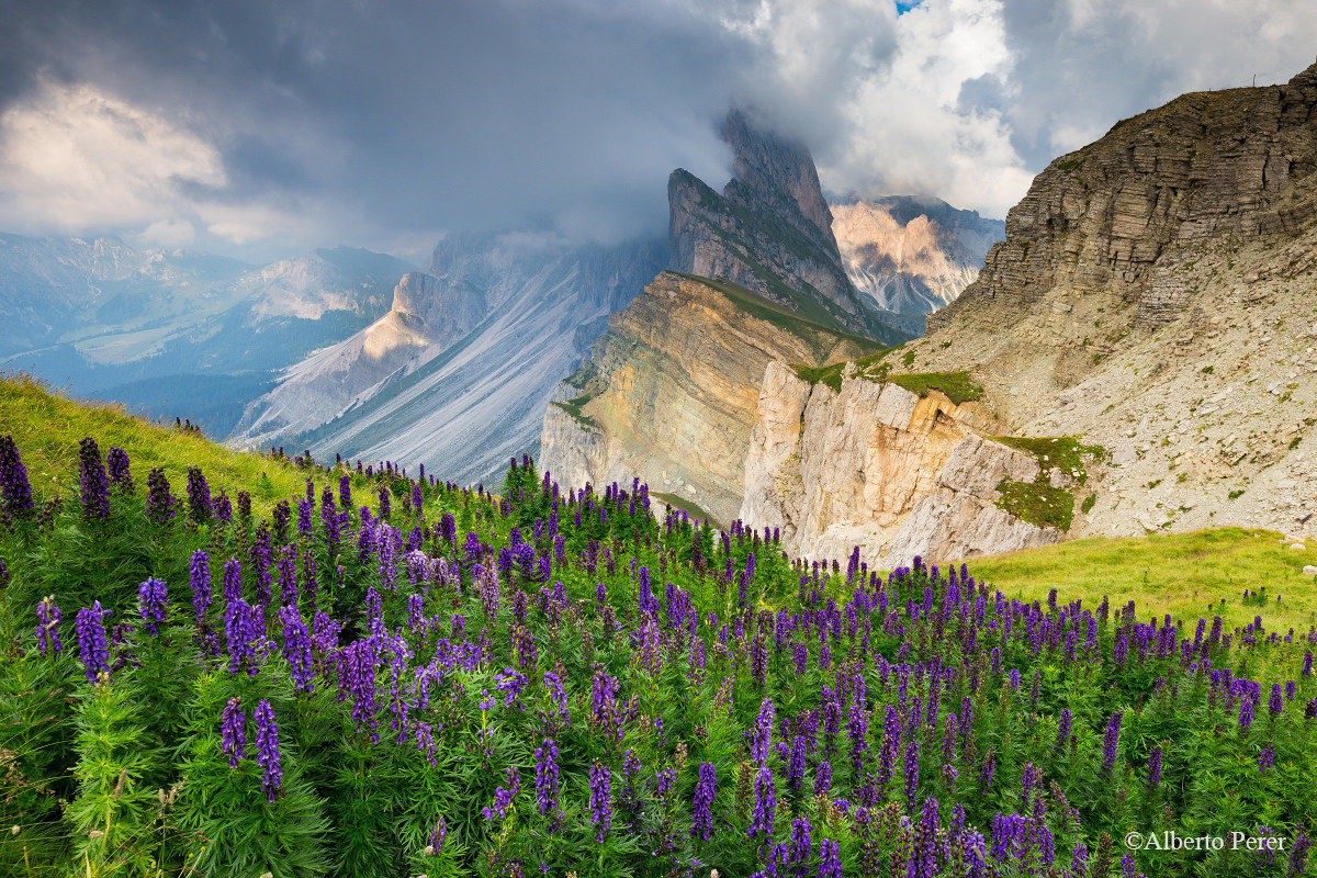 Aconitum napellus, Seceda