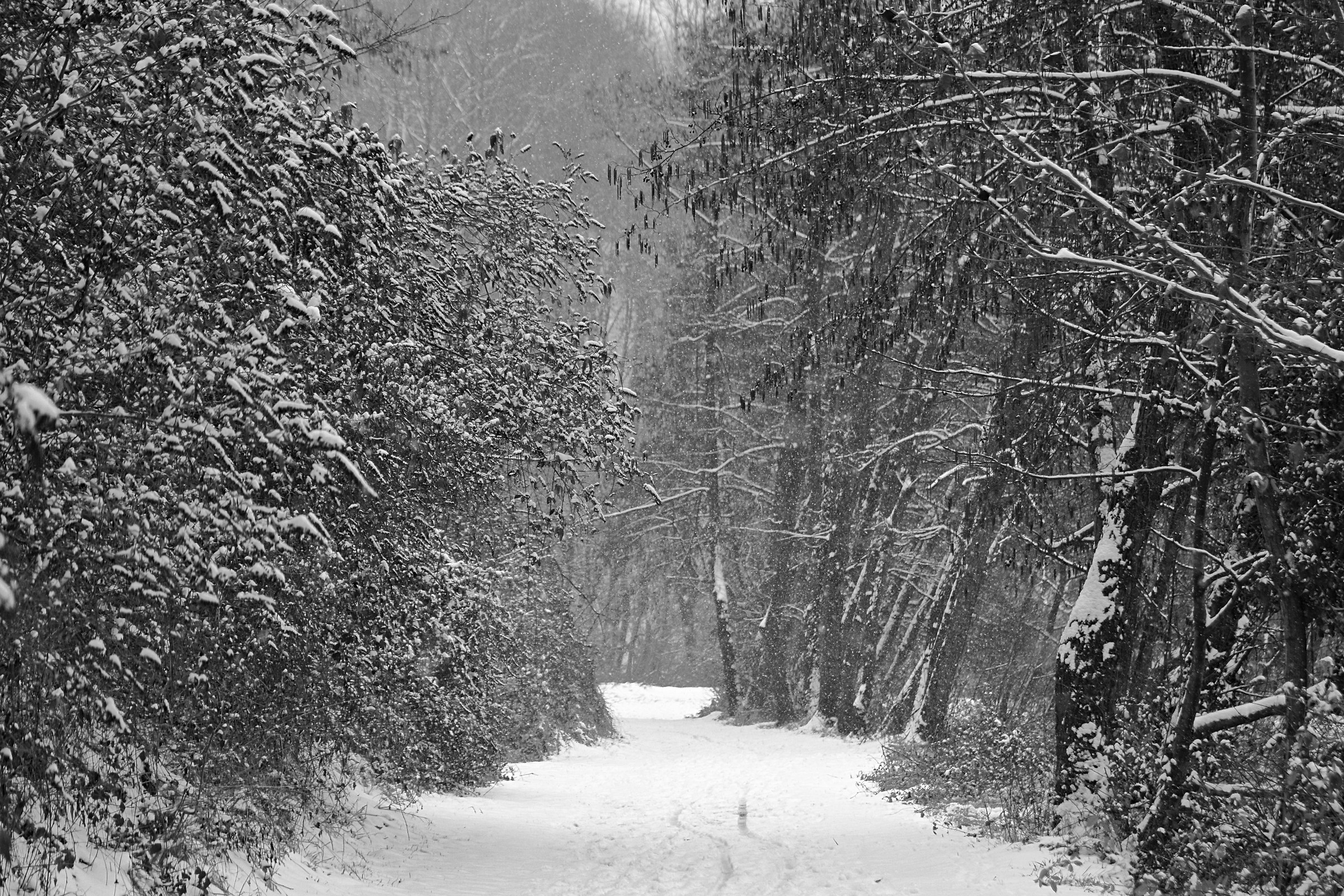 The road in the woods