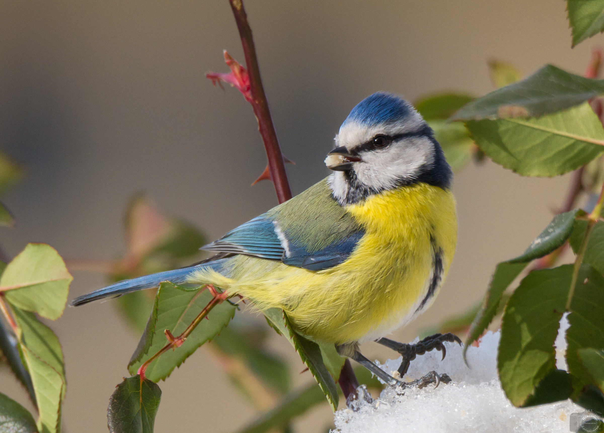 Blue tit in snow and thorns.