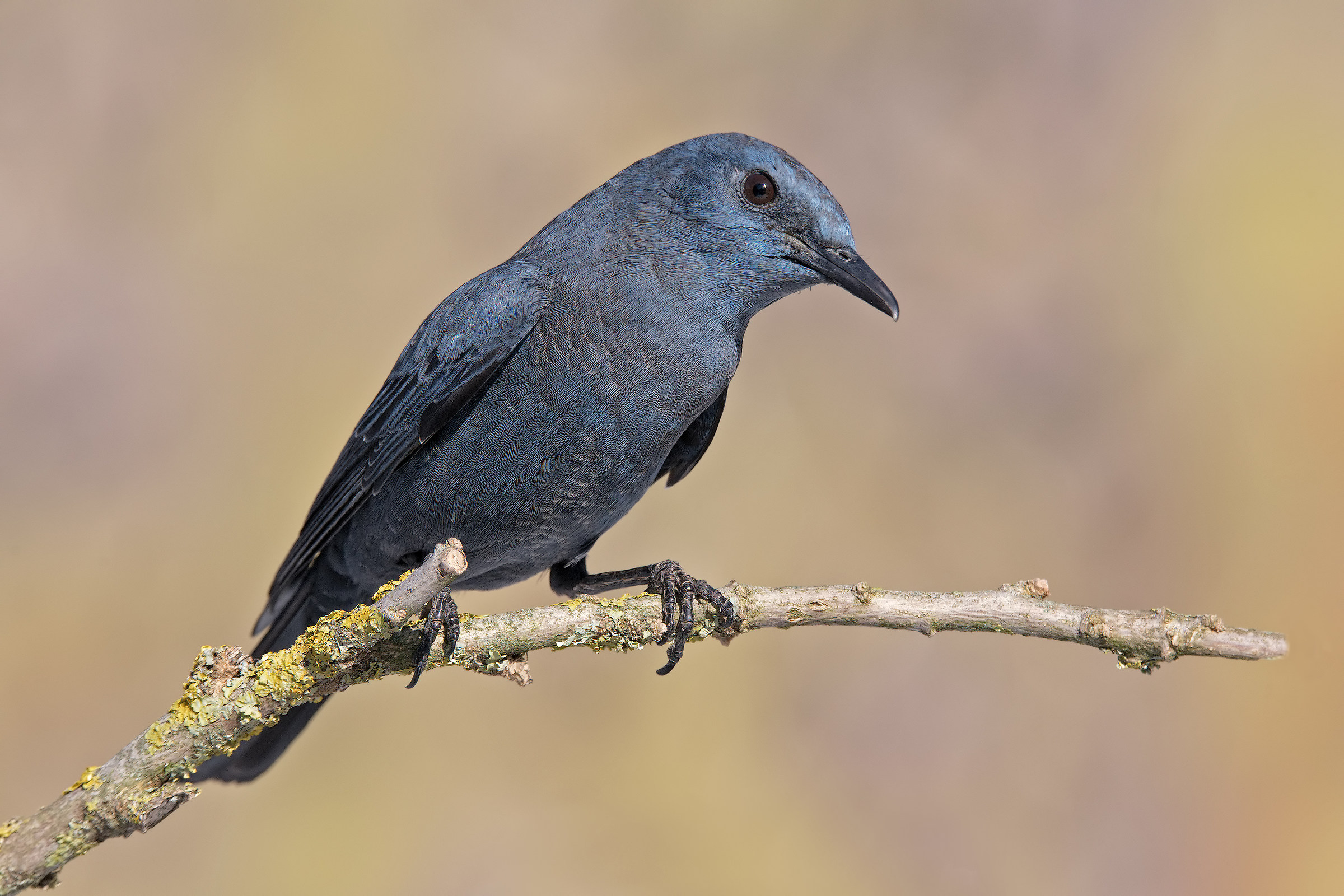 Monticola solitarius