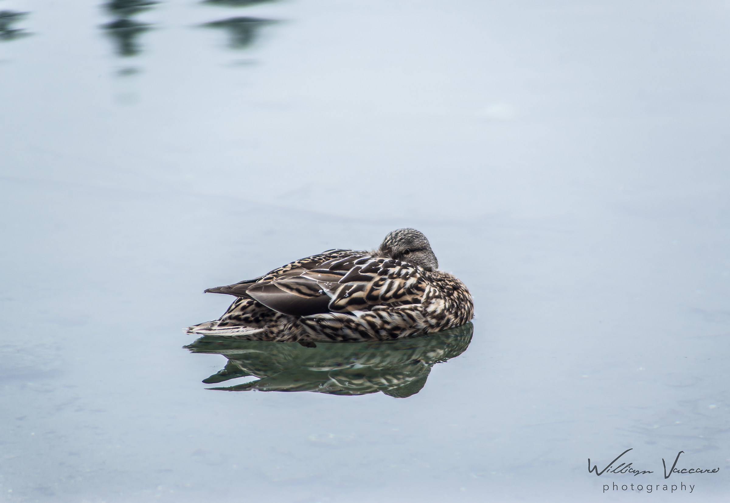 Protected from the cold