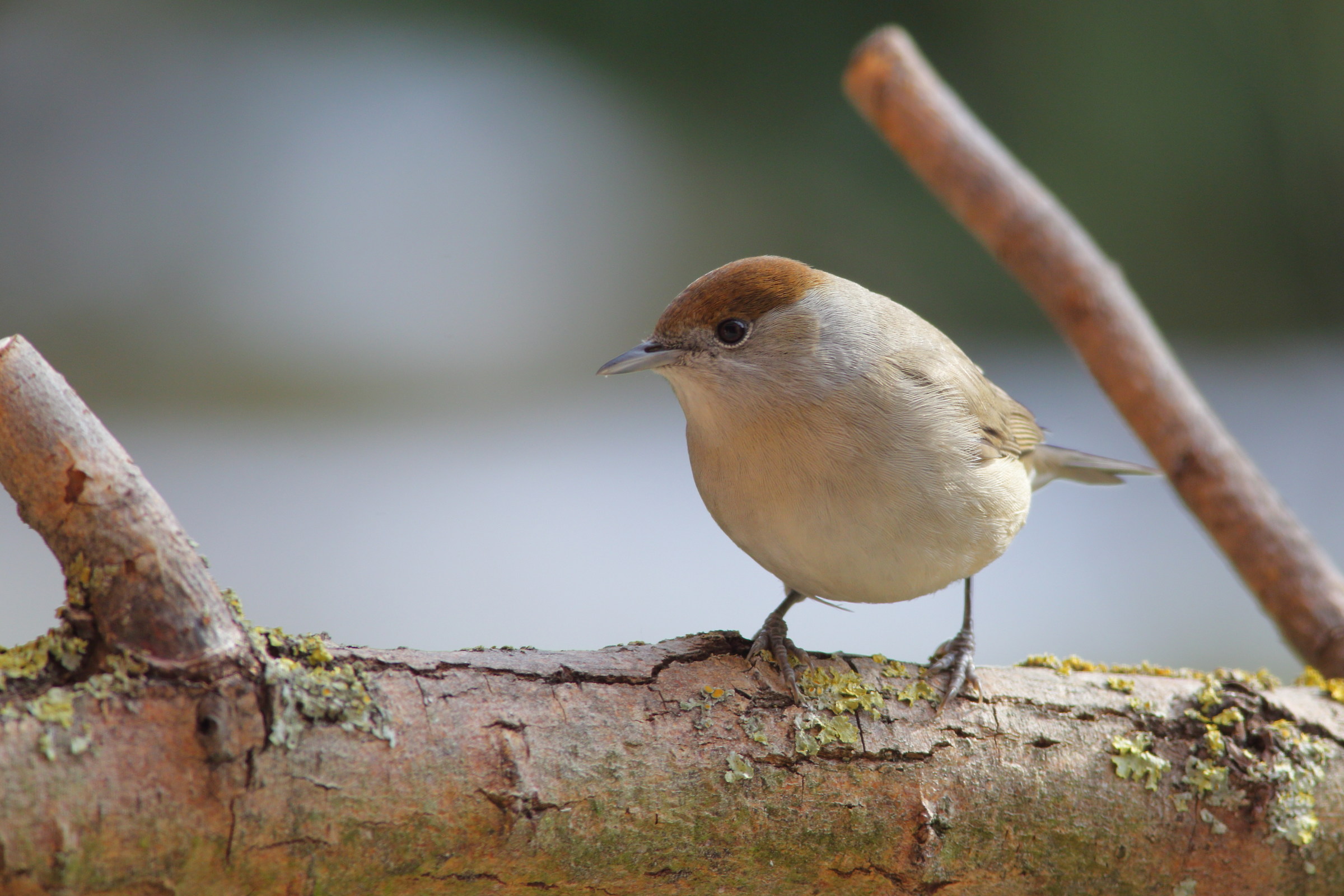 blackcap