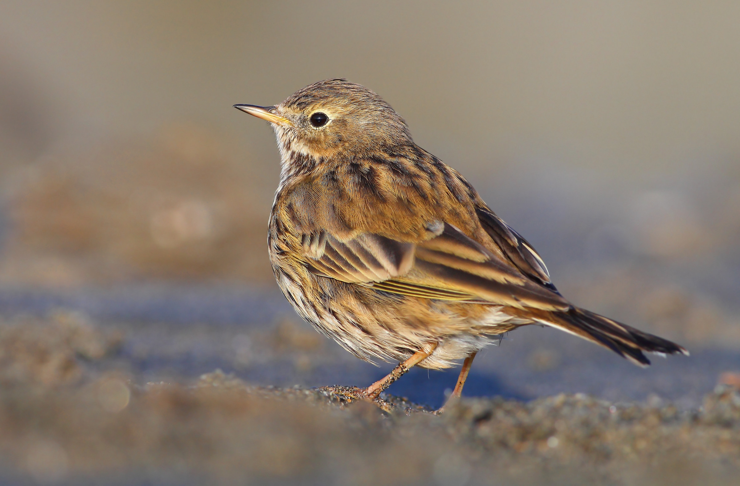 Pipit