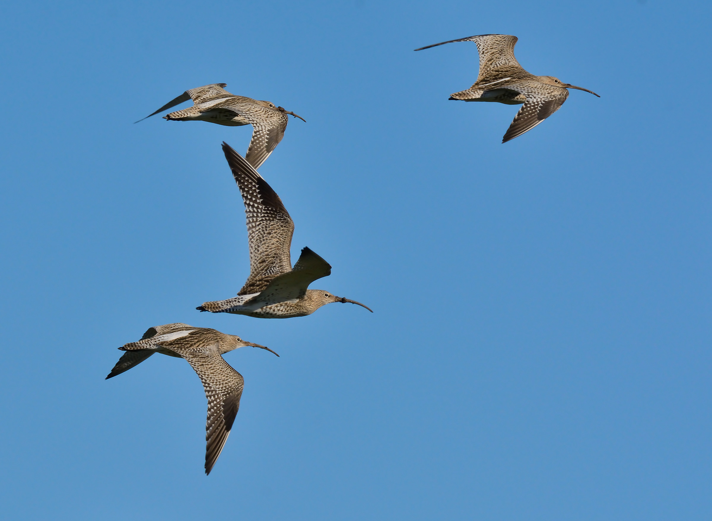 Pattuglia acrobatica