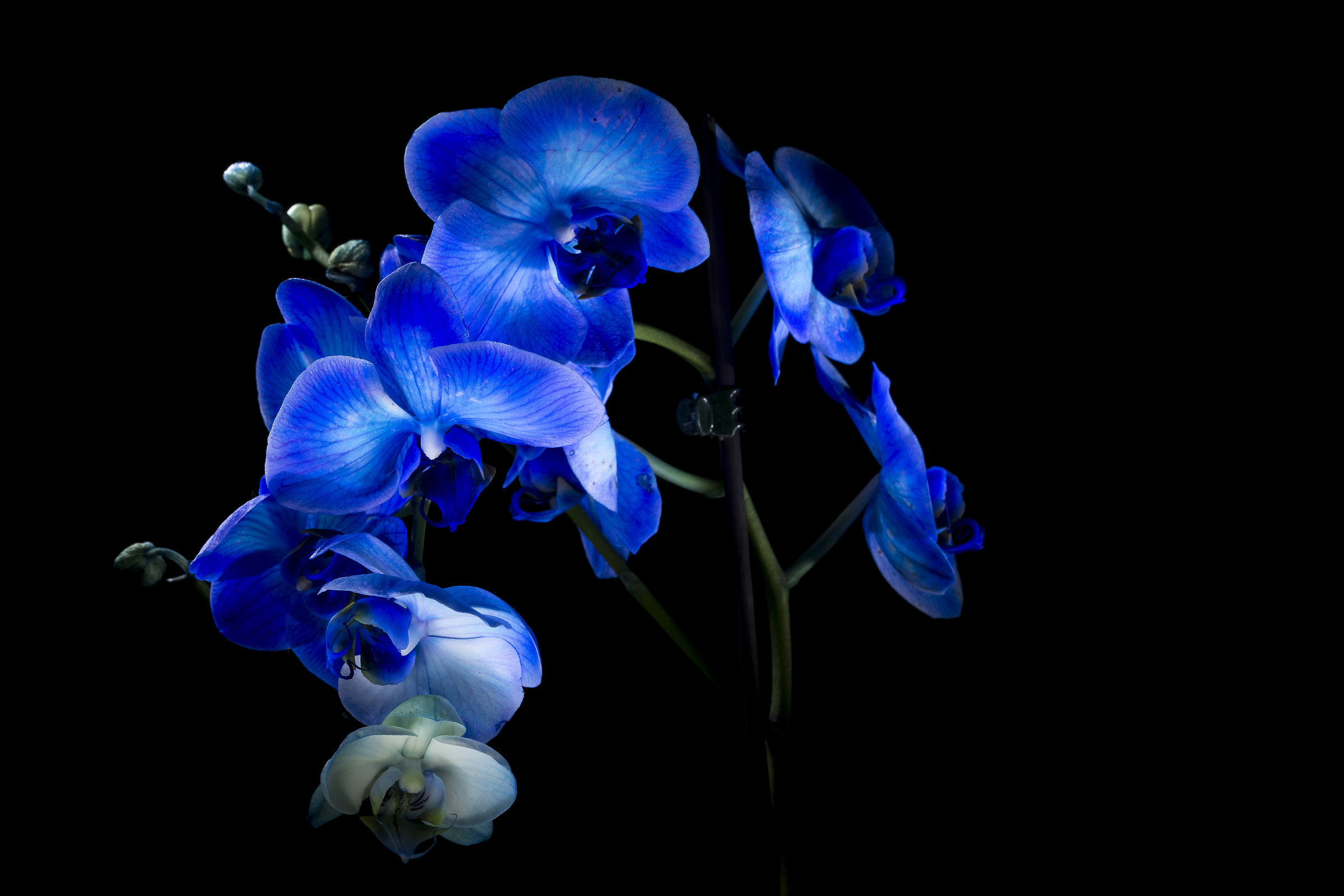 "Wonder blue" orchid