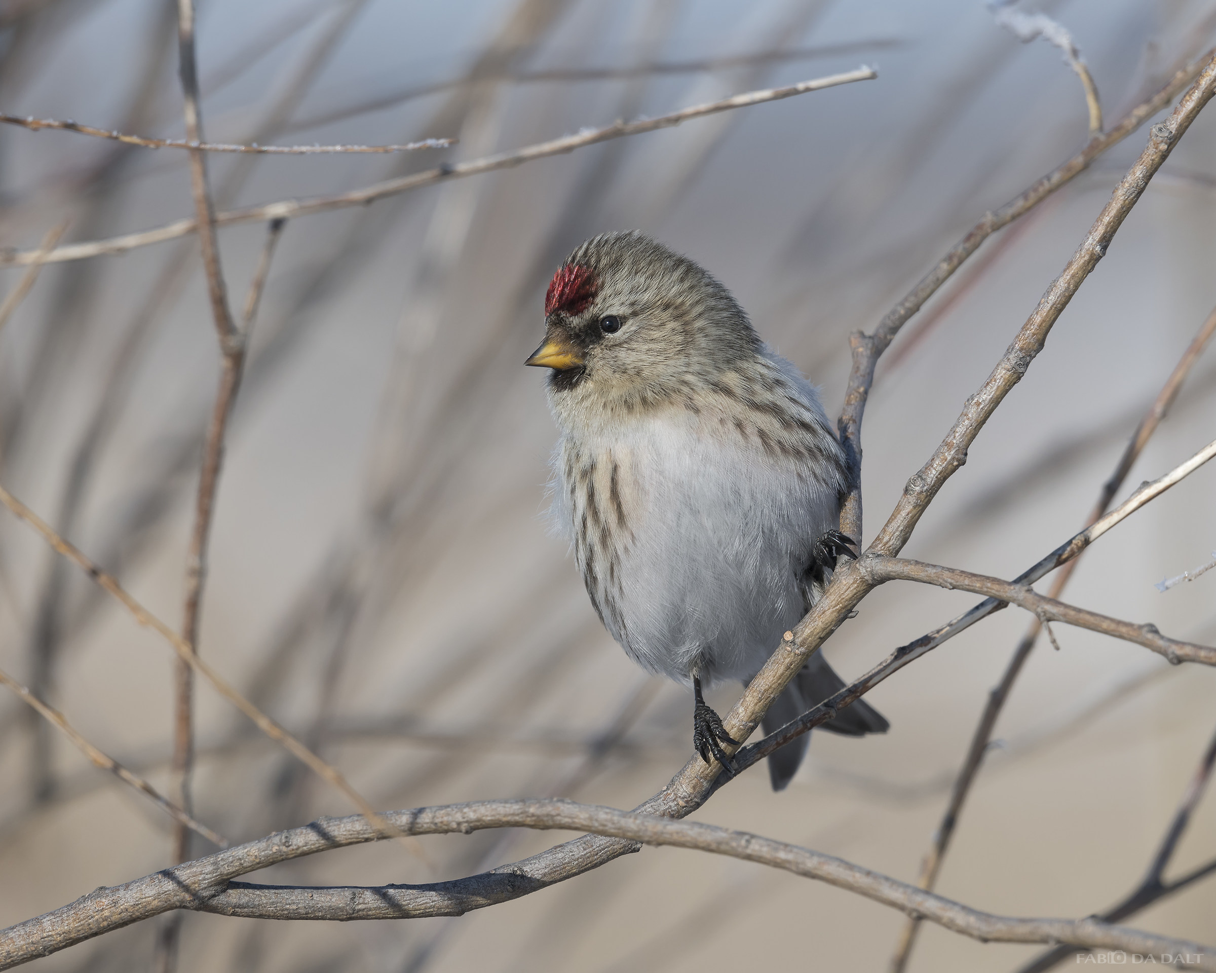 Organetto (sp. acanthis flammea flammea)