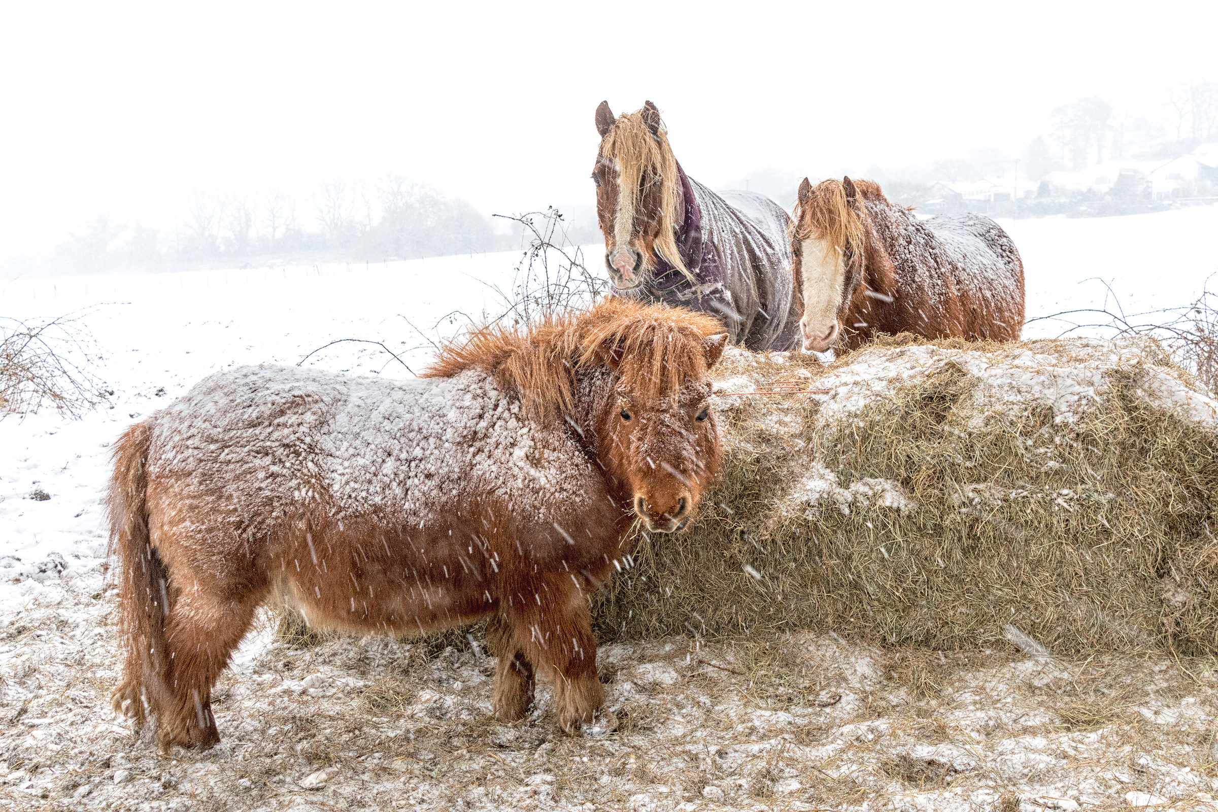 Not Used To Snow.....