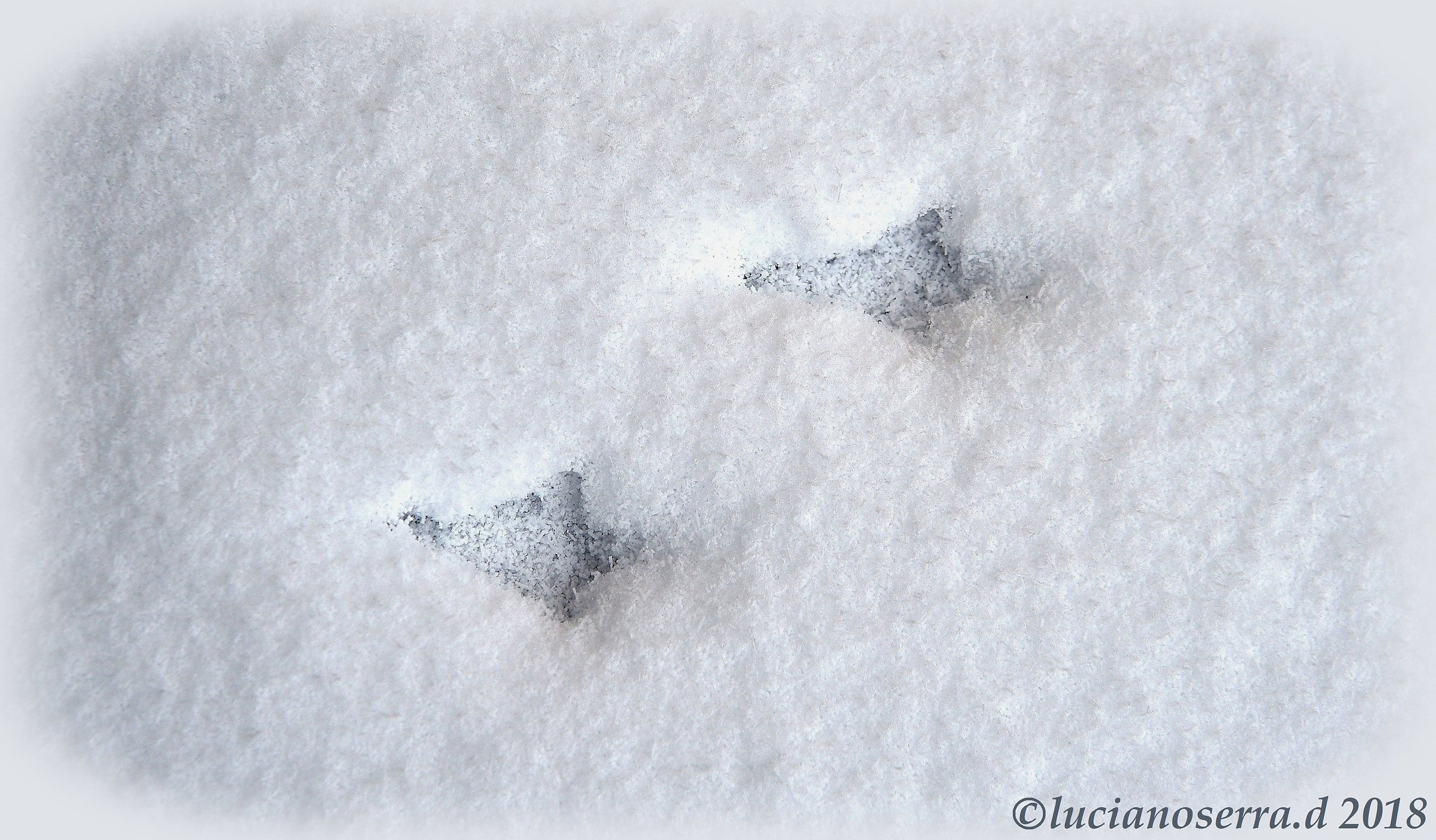 Footprints in the snow ... on the balcony