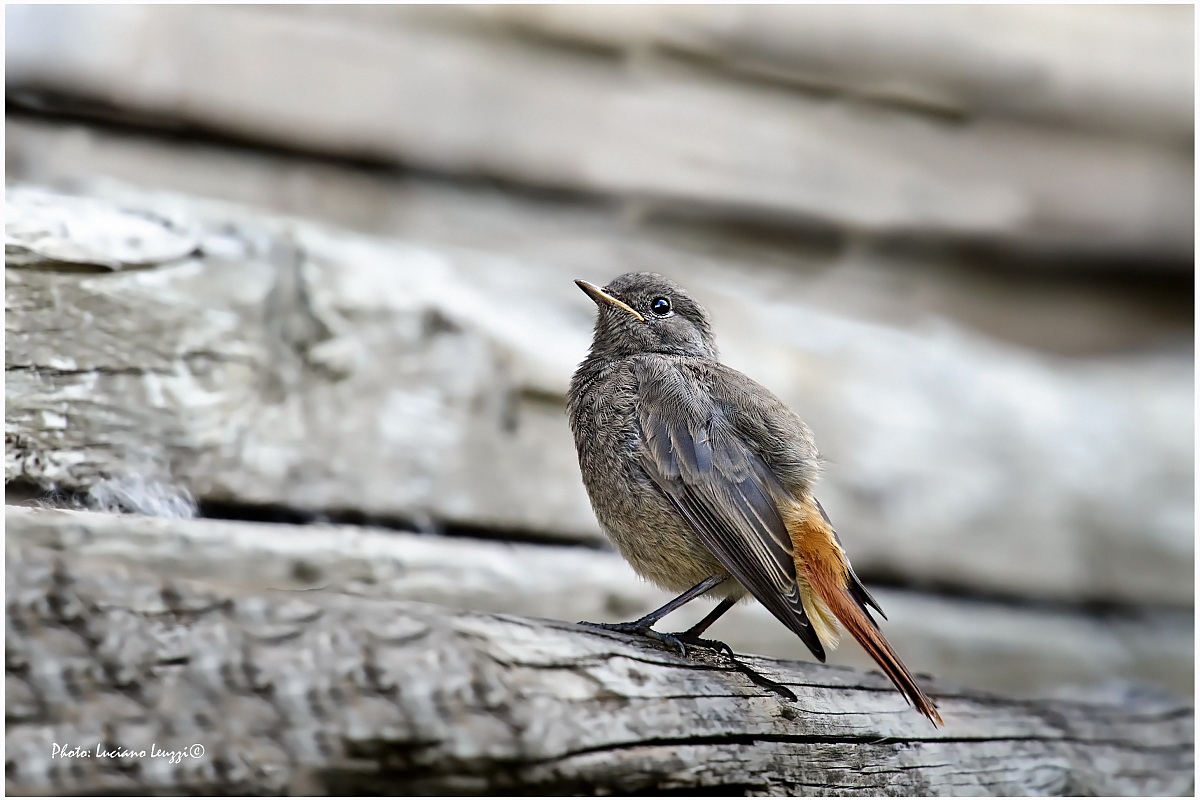 Juv Redstart.