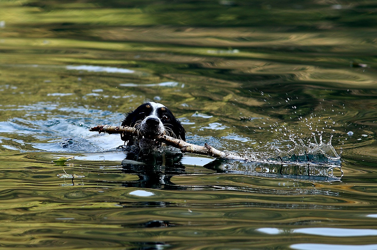 Reporting to the bastocino