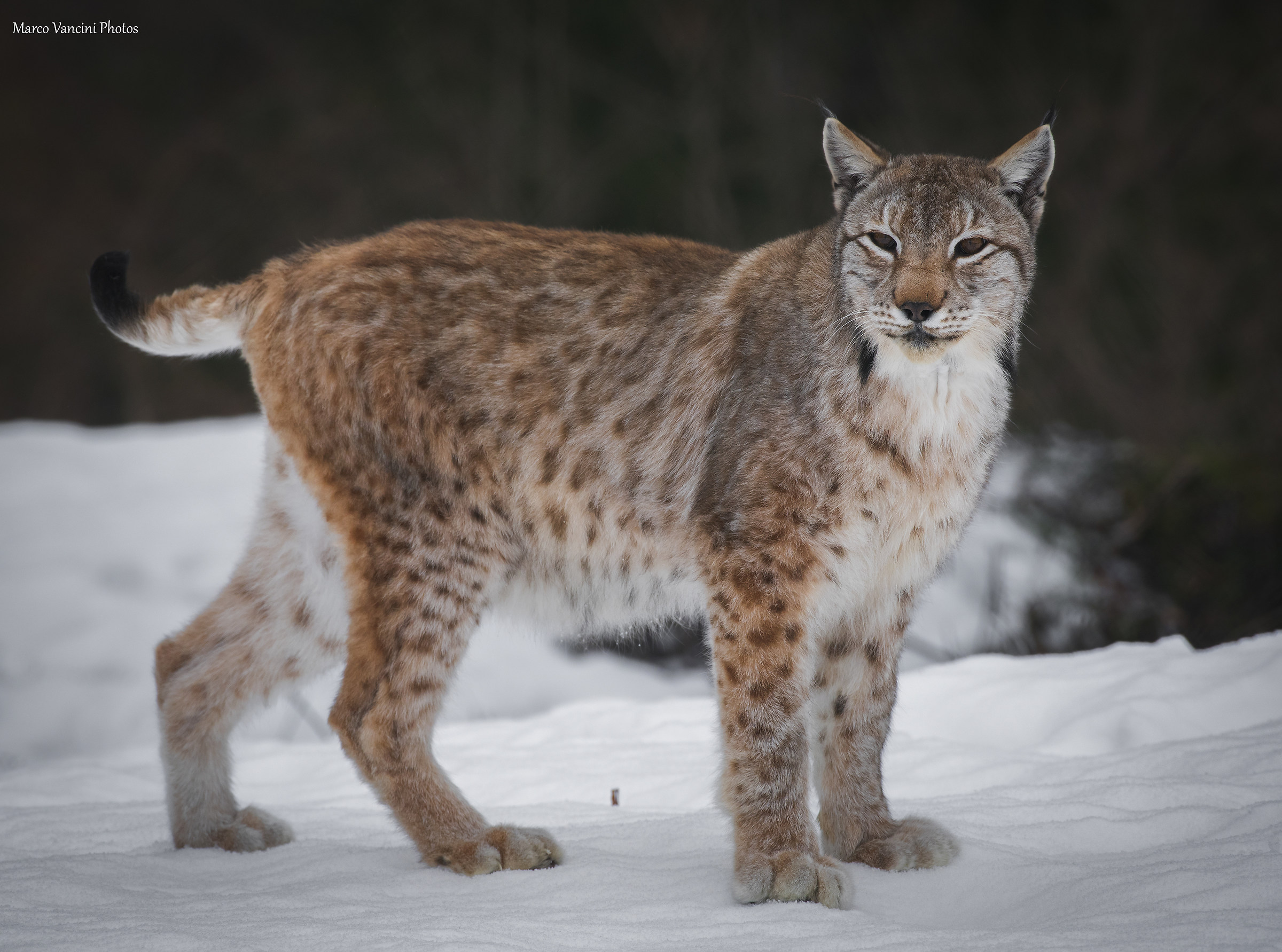 The lynx
