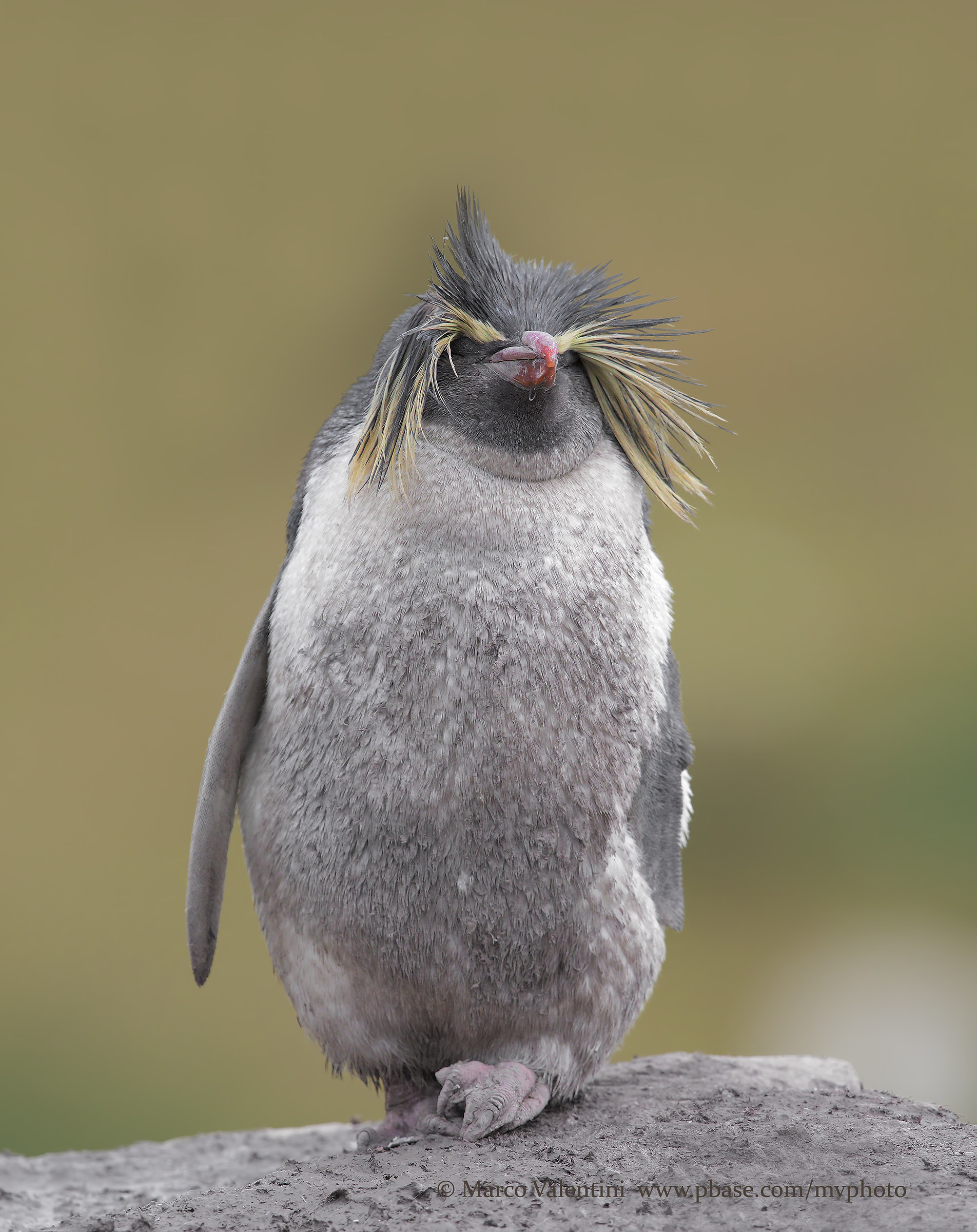 Pinguino crestato di Moseley