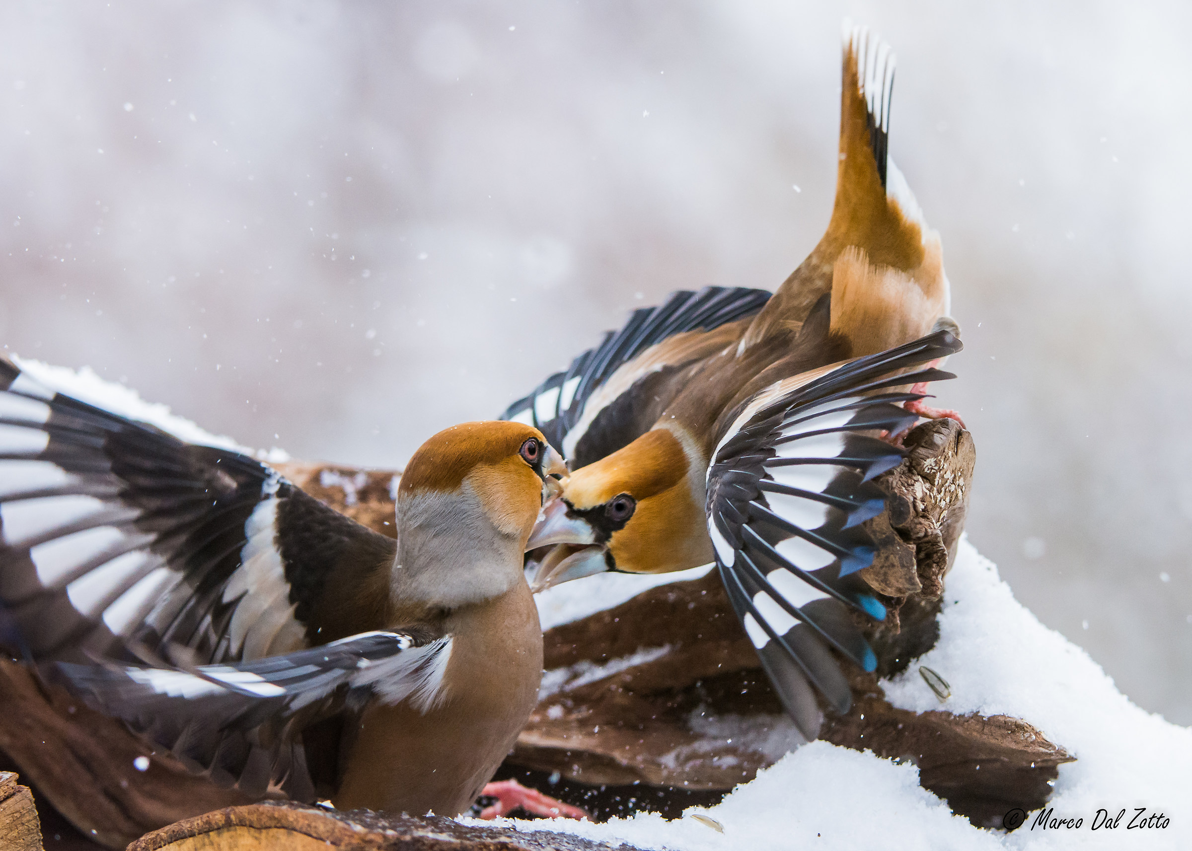 il bullo del posatoio