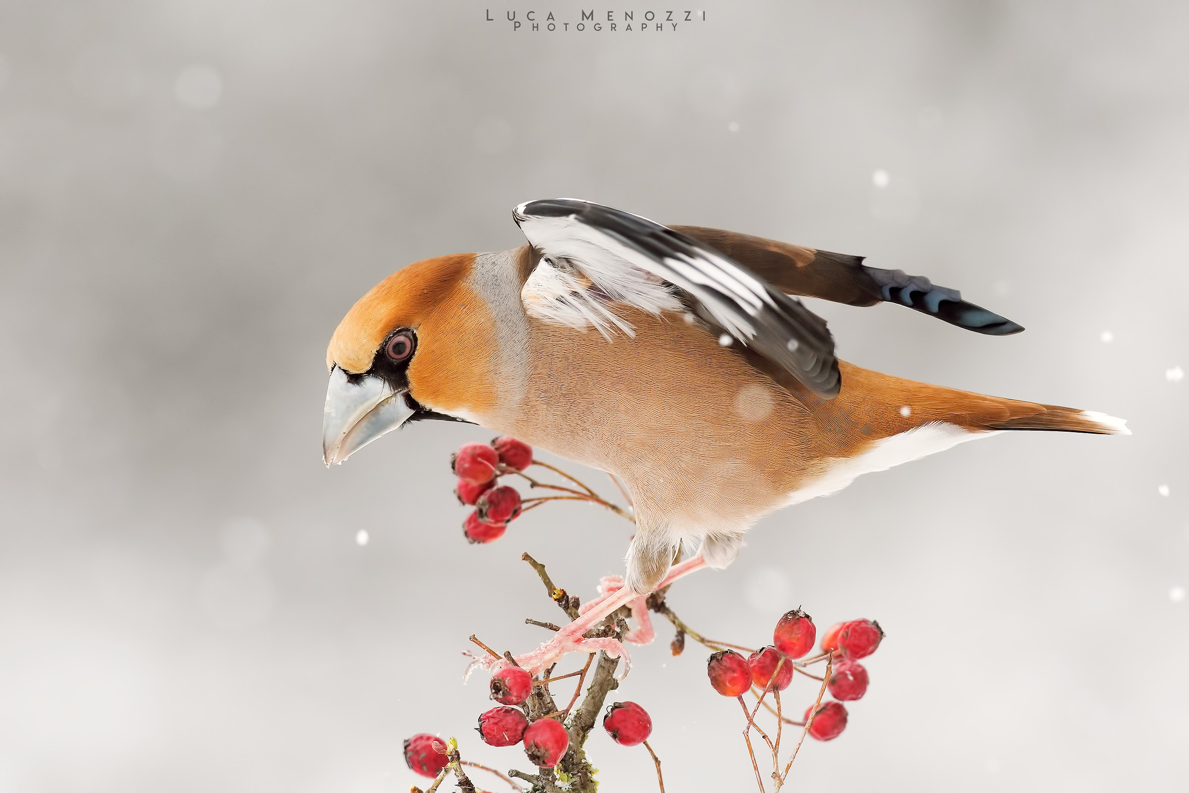 Hawfinch under the snow