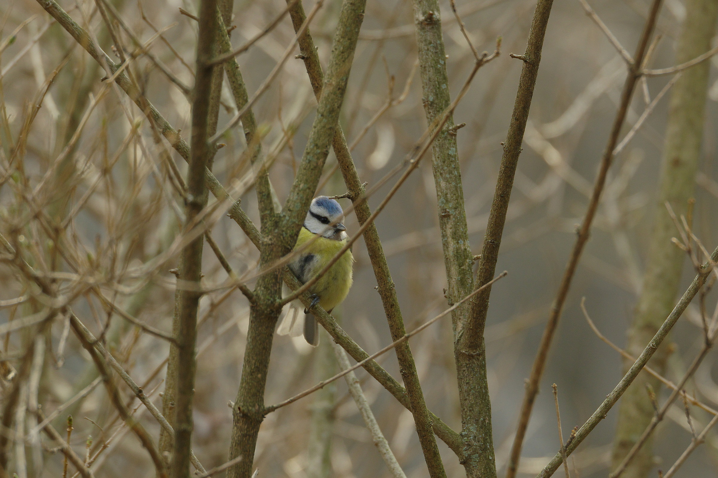 Blue Tit in Nascondino