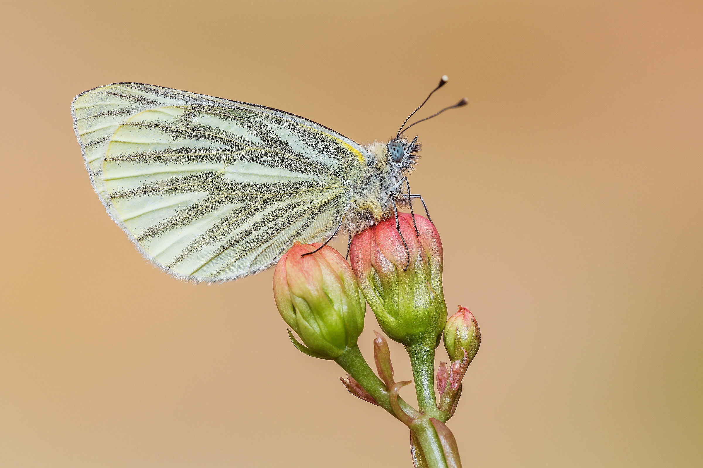 Pieris napi