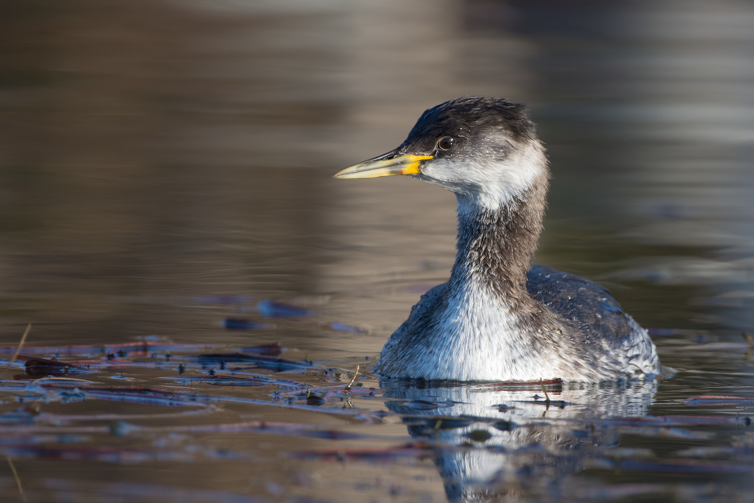 Collorosso grebe - Winter livery