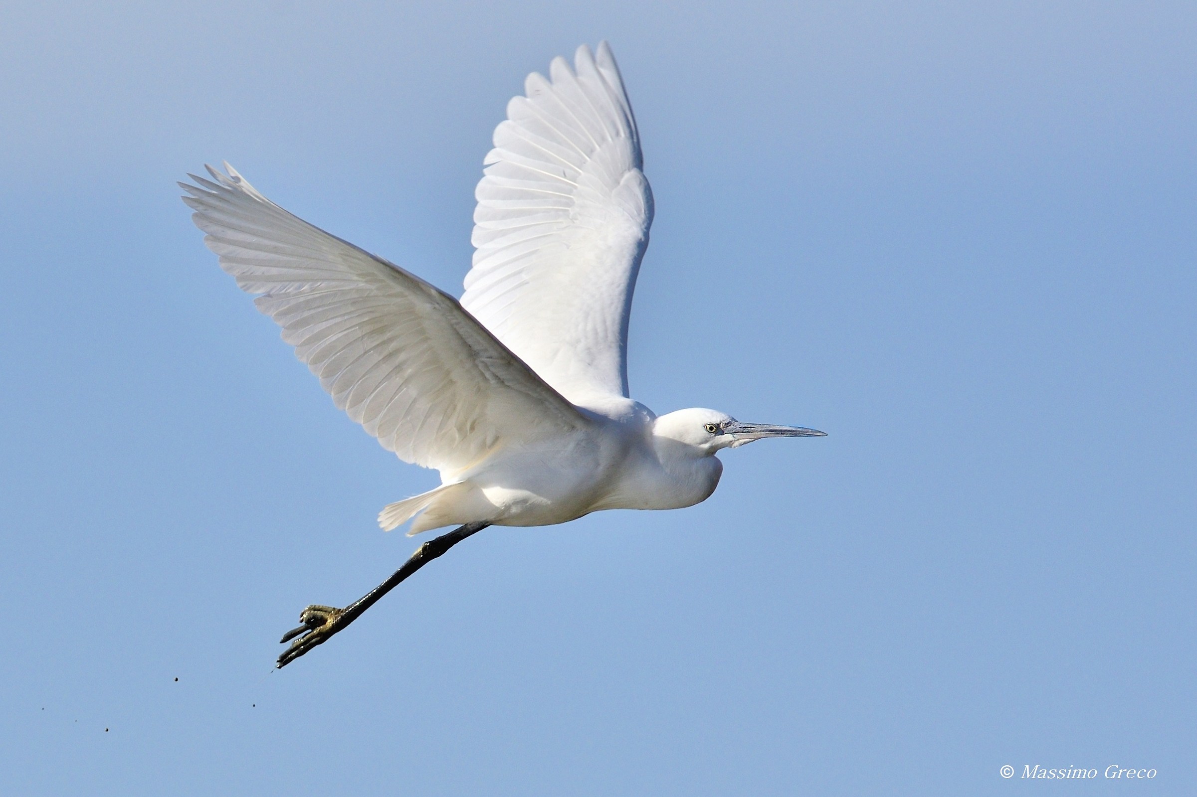 Egret