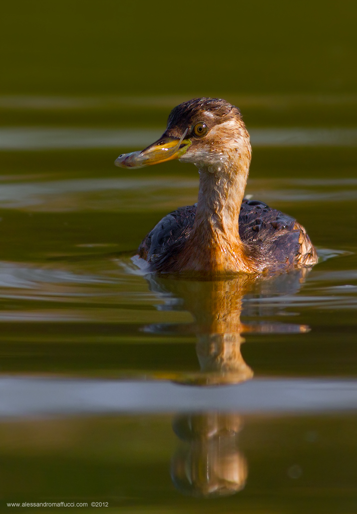 Little Grebe