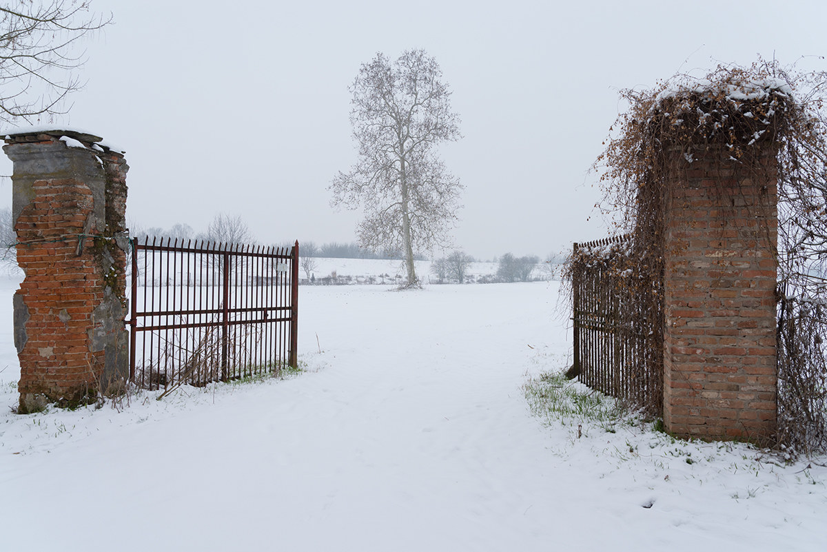 The solitary plane tree ...