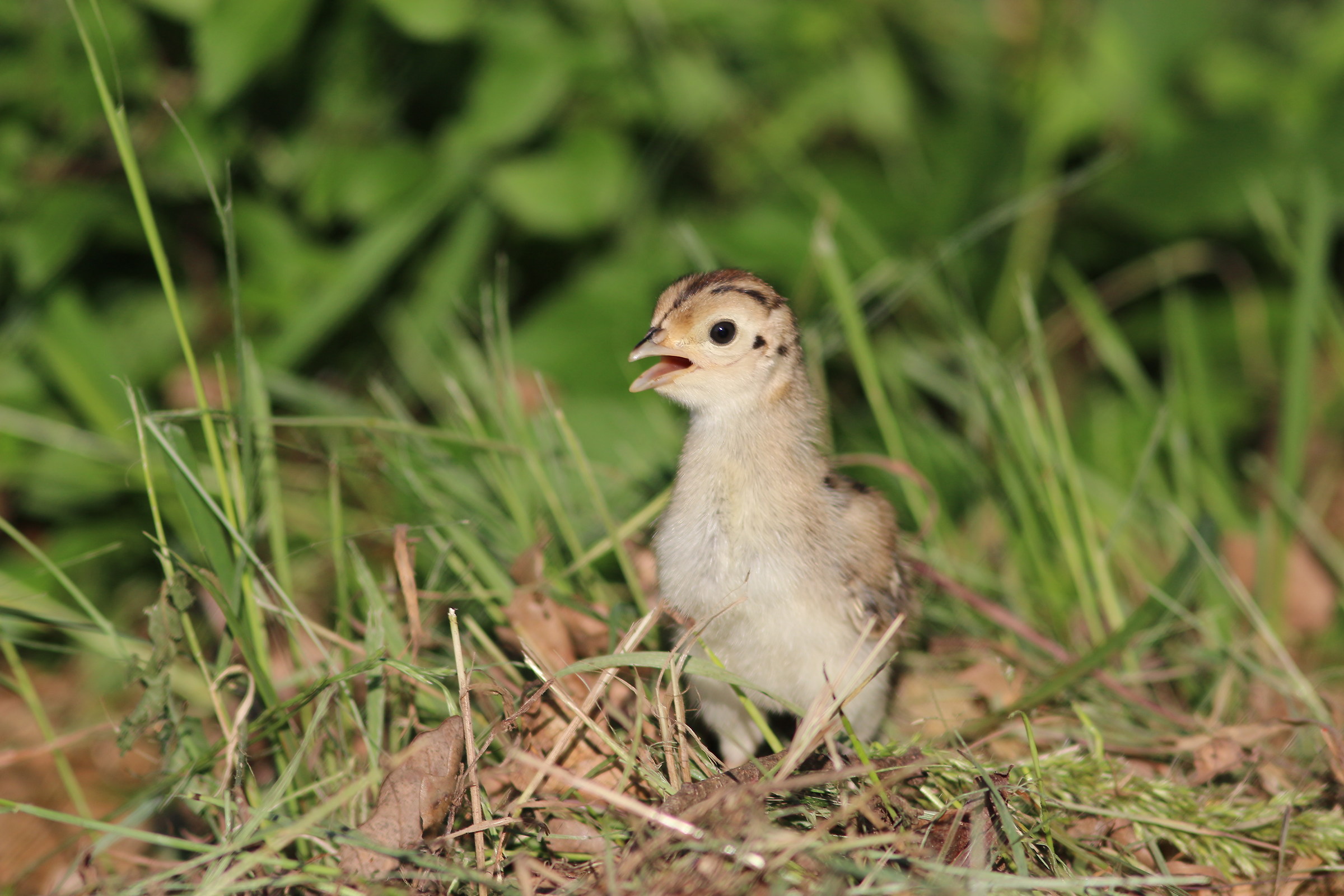 pheasant chick