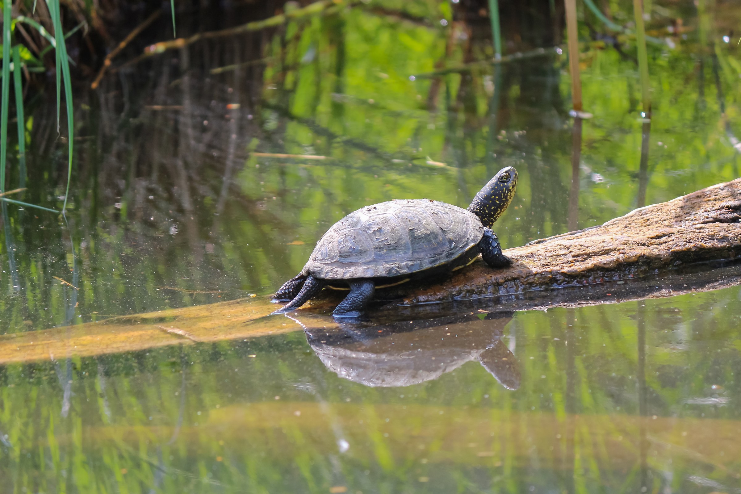 European marsh tortoise