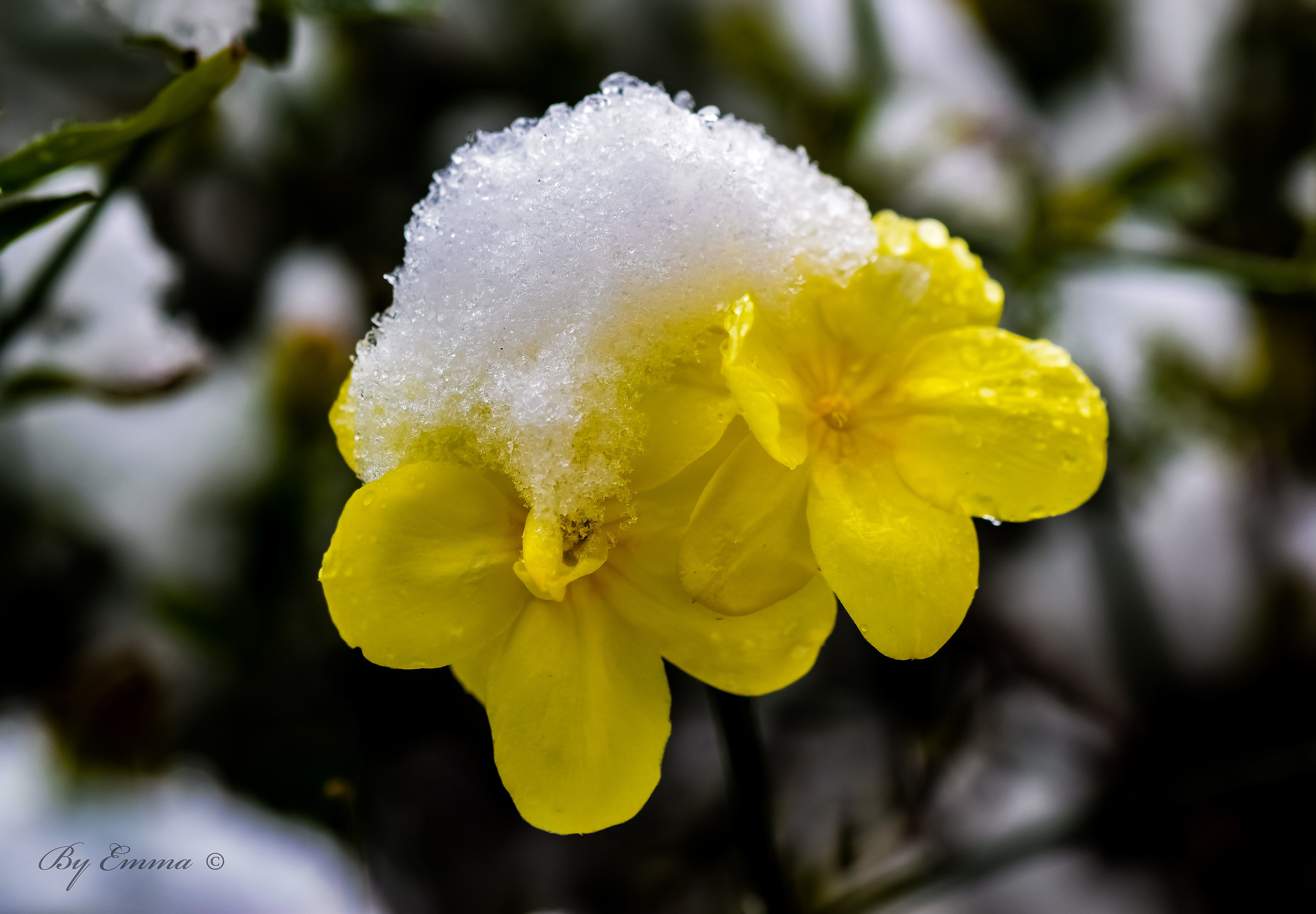Snowy flowers