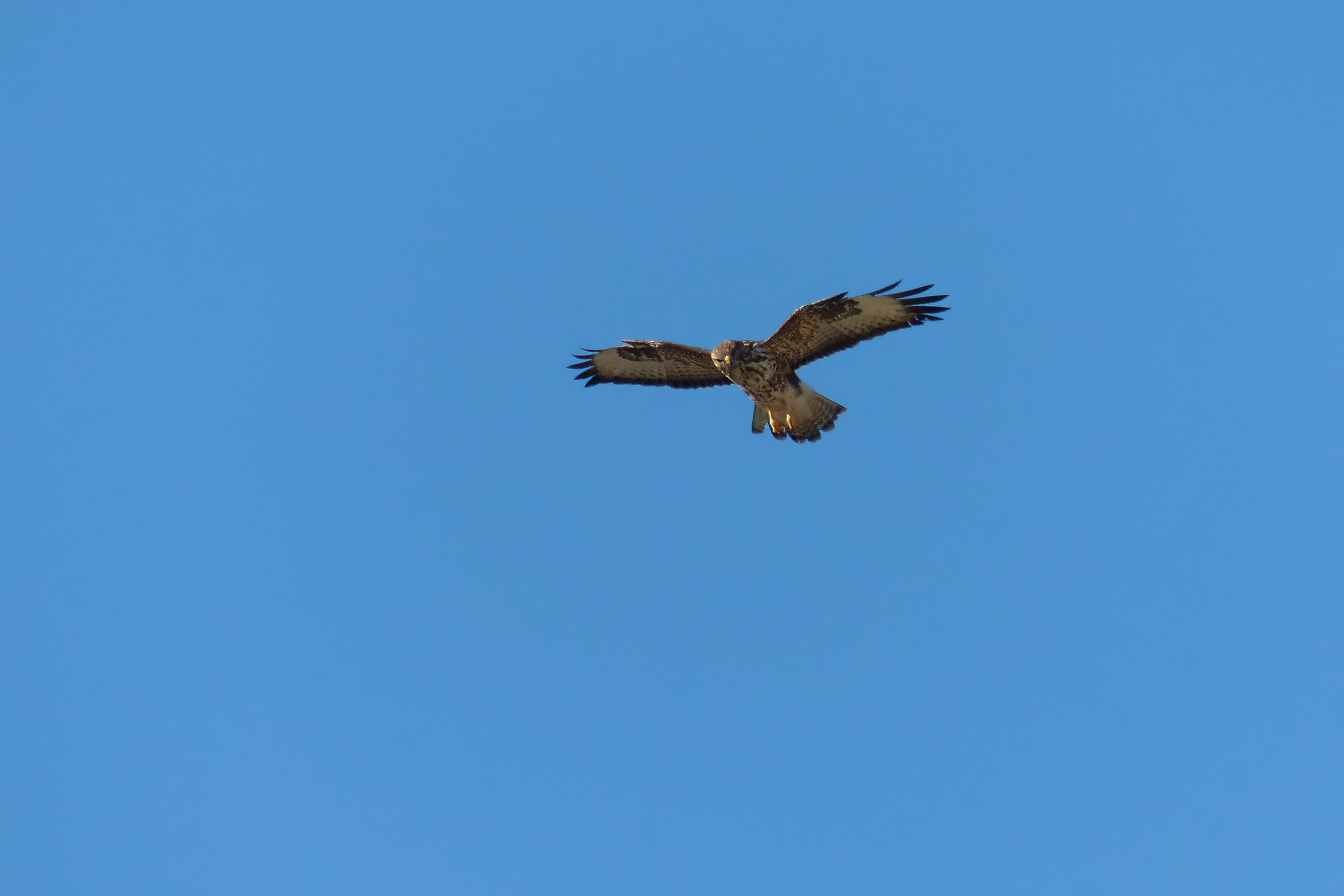 Buzzard