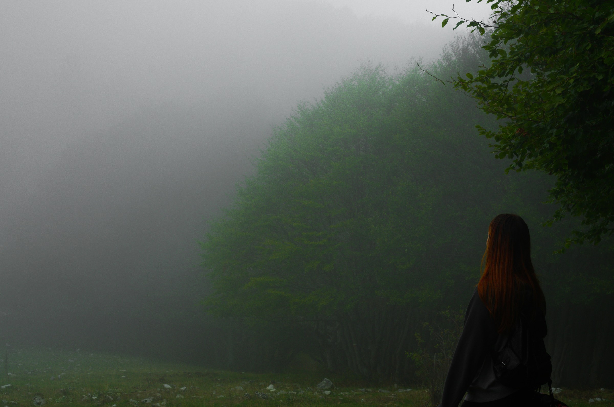 Il rosso contempla il verde