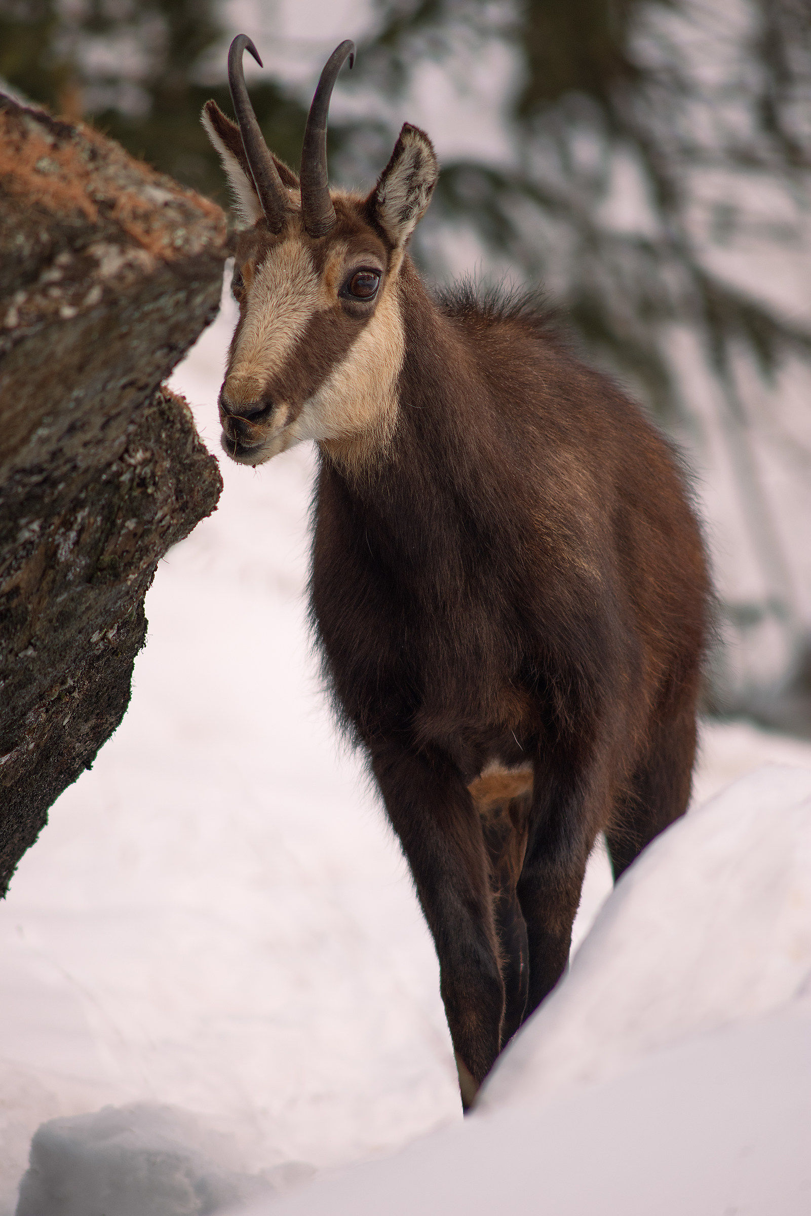 Chamois, Val di Cogne