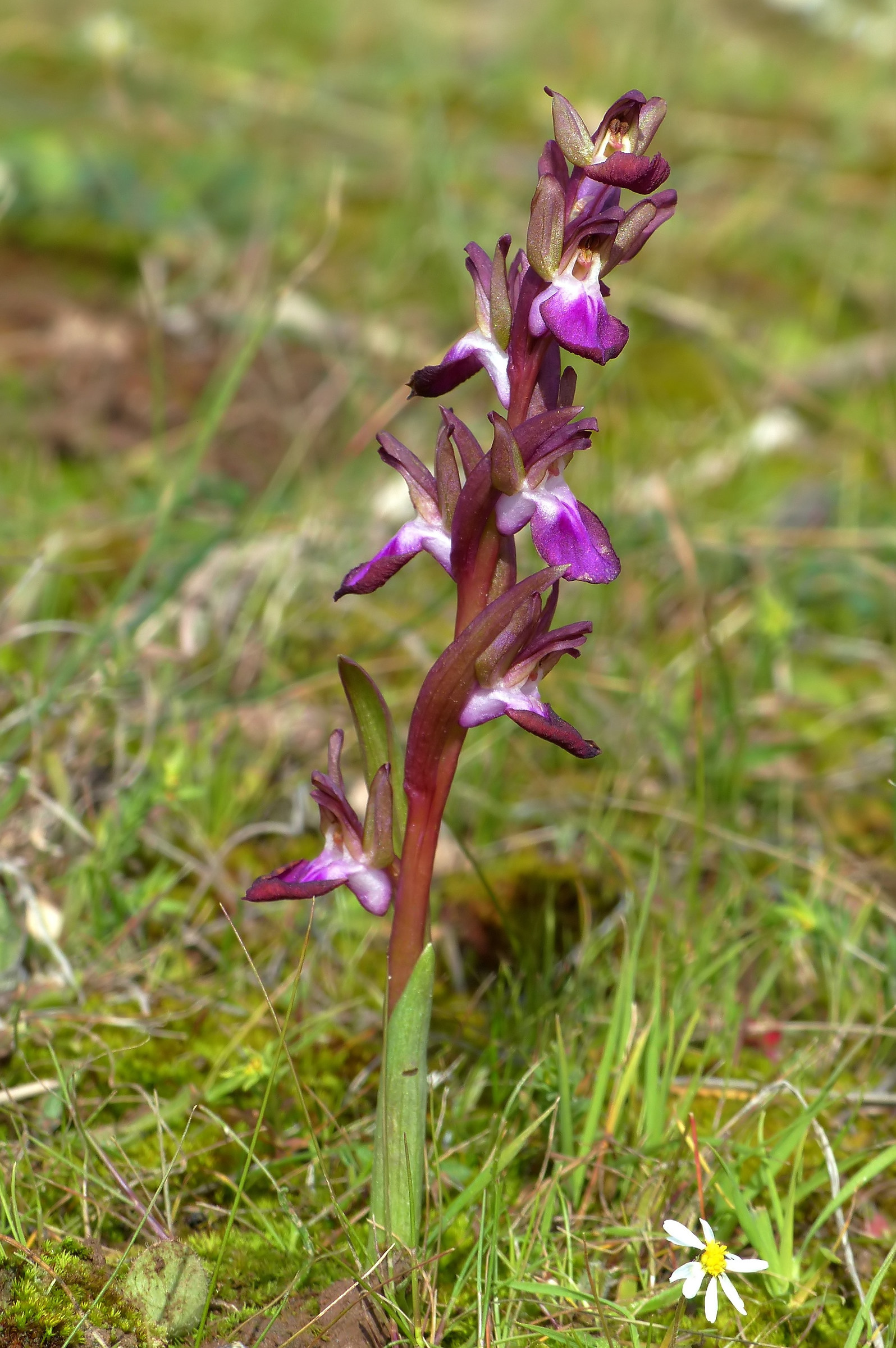 Anacamptis collina